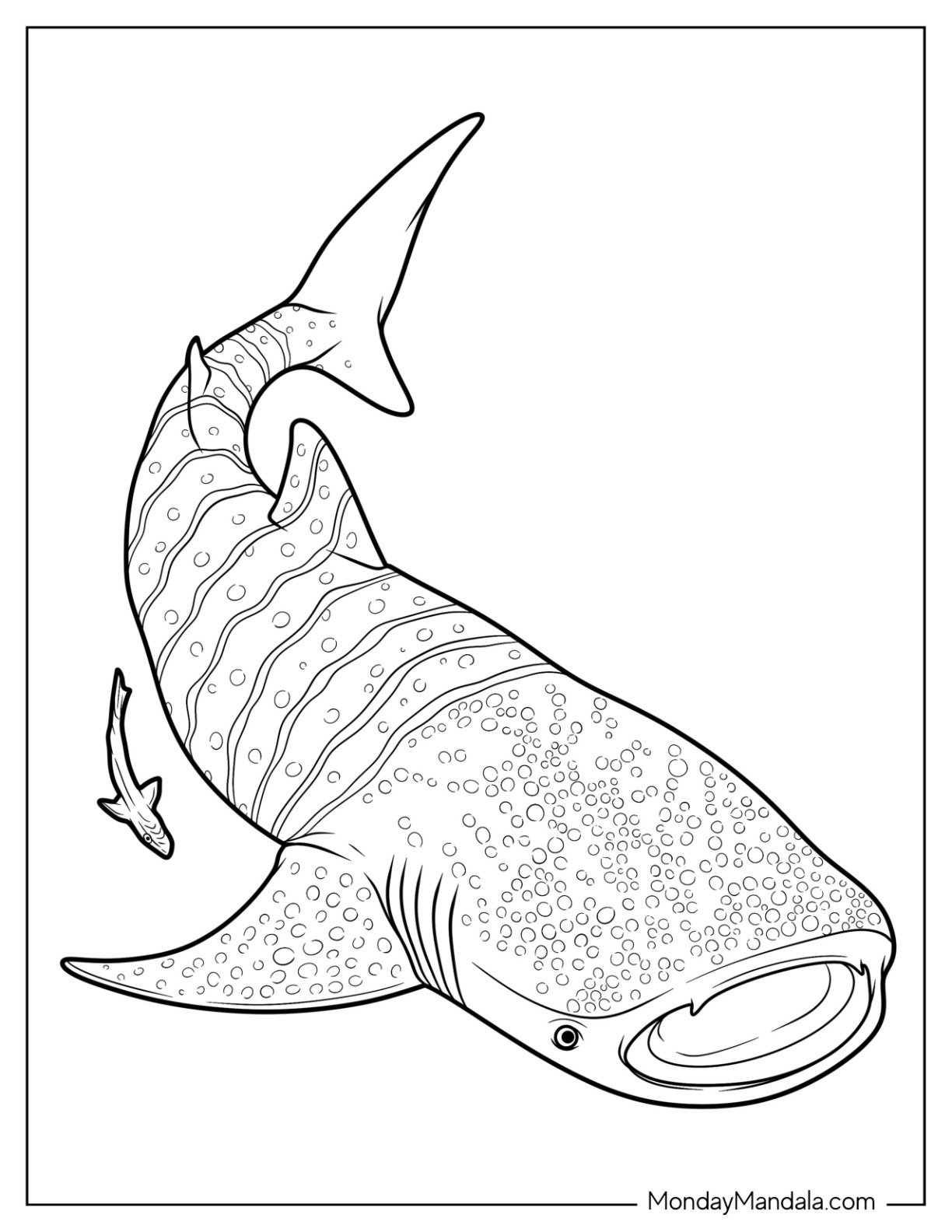 34 Shark Coloring Pages Free PDF Printables  34 Shark Coloring Pages Free PDF Printables