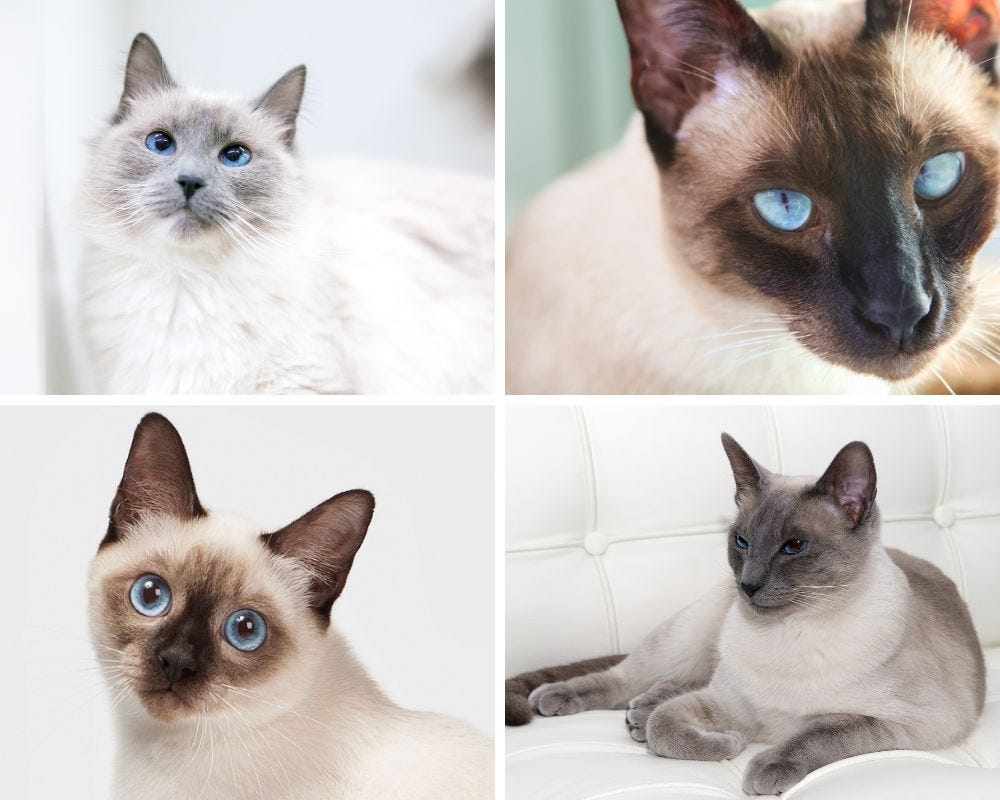 8 Striking Colorpoint Cat Breeds Color Patterns 8 Striking Colorpoint Cat Breeds Color Patterns