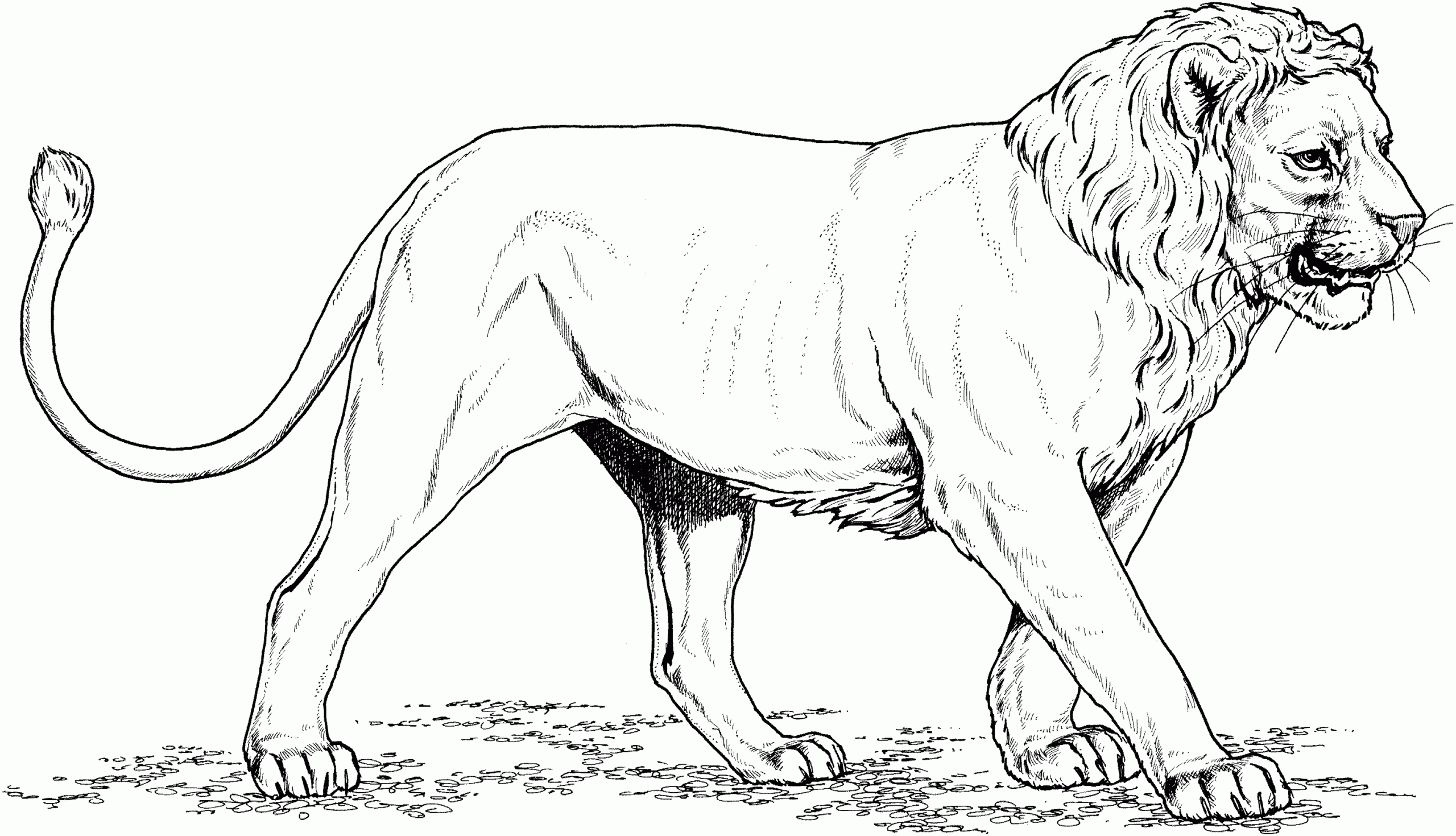 coloring pages of a lion coloring pages of a lion