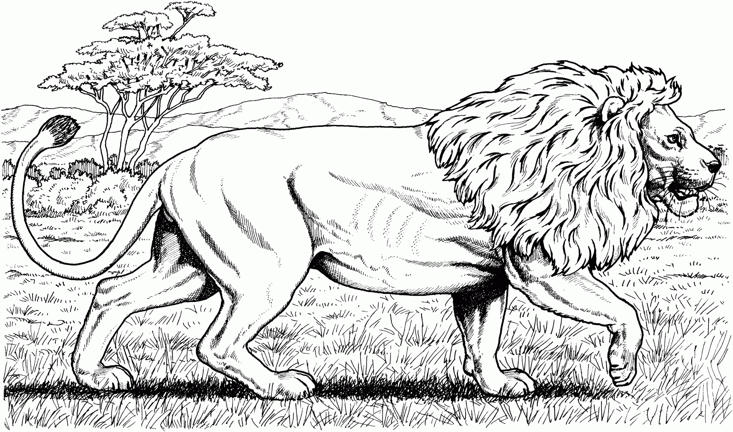 About Lions About Lions