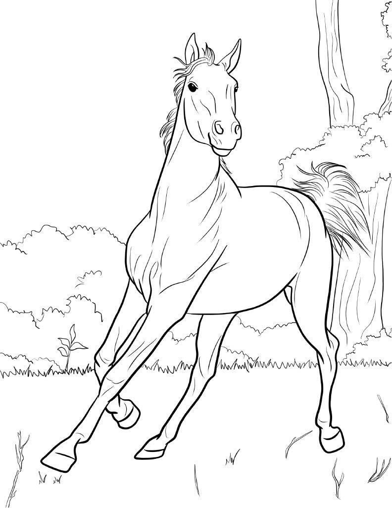 realistic horse coloring pages realistic horse coloring pages