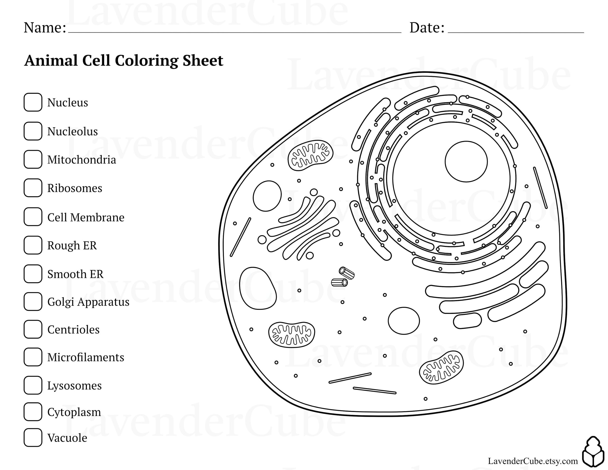 Animal And Plant Cell Coloring Worksheets Digital Download 300 DPI Png Etsy