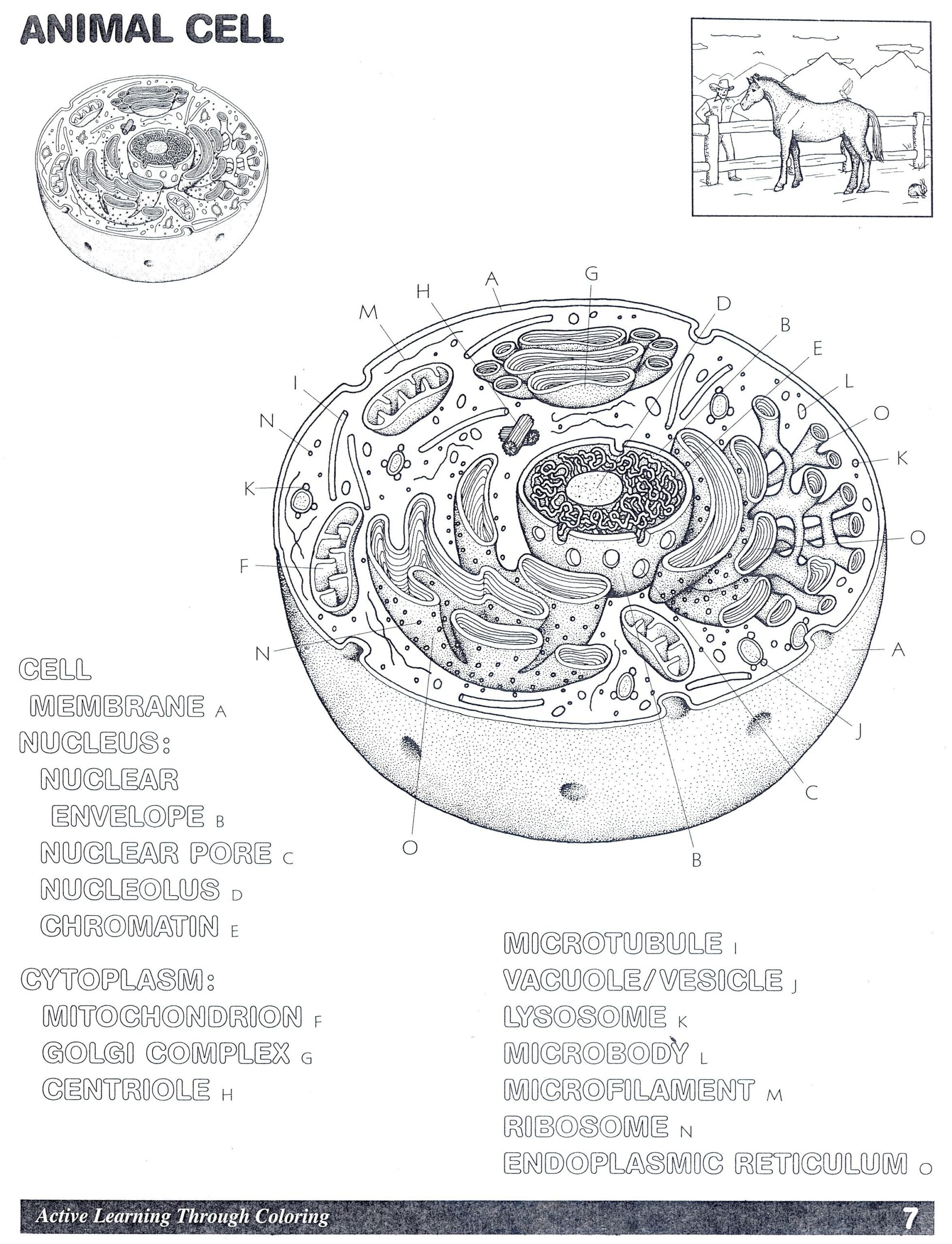 Animal Cell Coloring Learn And Explore With Fun Worksheets Library Animal Cell Coloring Learn And Explore With Fun Worksheets Library