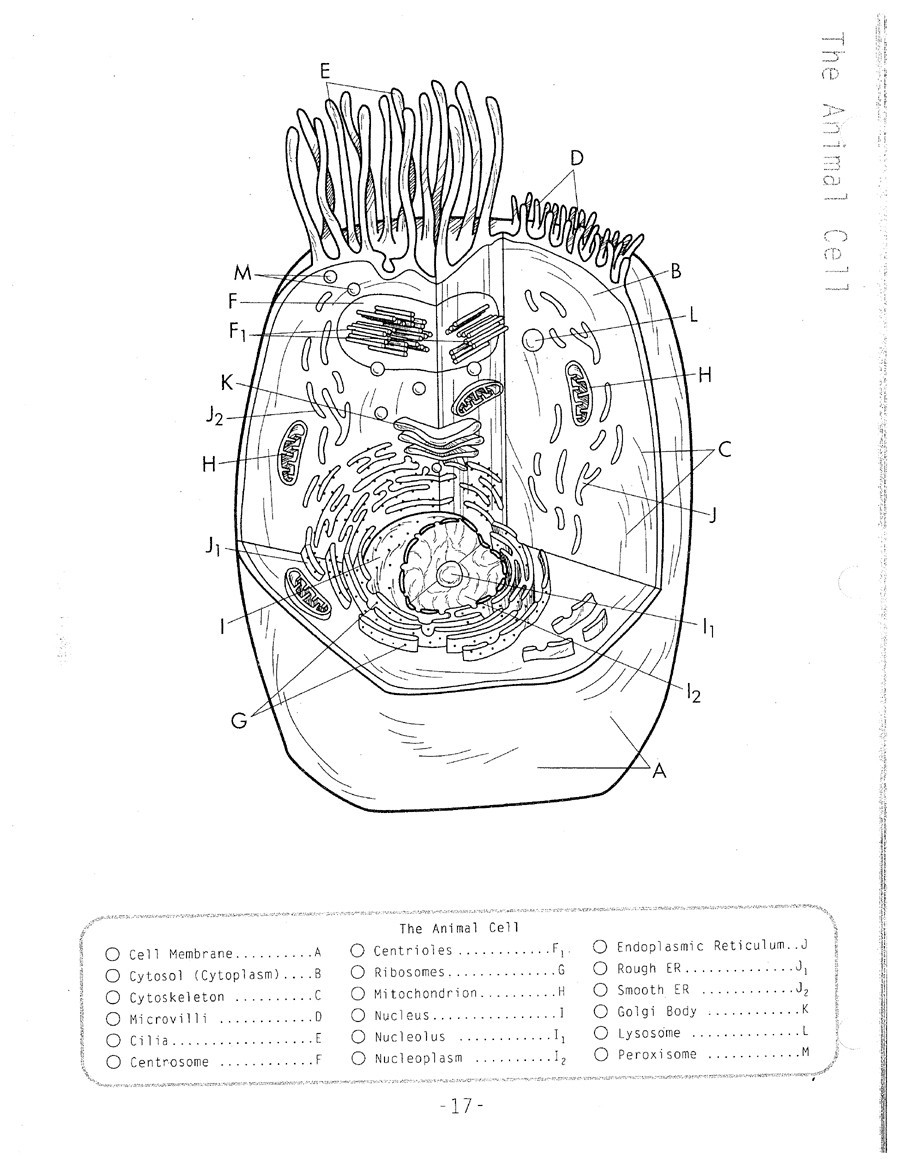 Animal Cell Coloring Sheets Unique Animal Cell Coloring Sheet Design The Classes At Town North Animal Cell Coloring Sheets Unique Animal Cell Coloring Sheet Design The Classes At Town North