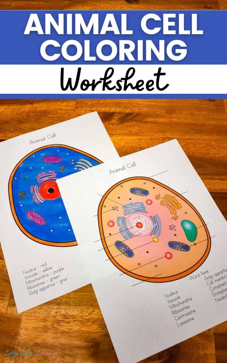 Animal Cell Coloring Worksheet A Fun And Educational Activity Animal Cell Coloring Worksheet A Fun And Educational Activity