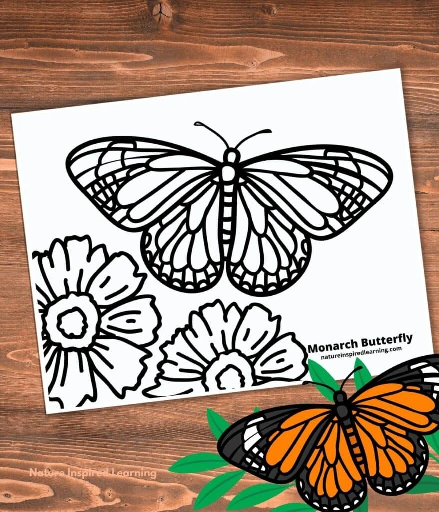 monarch butterfly coloring page