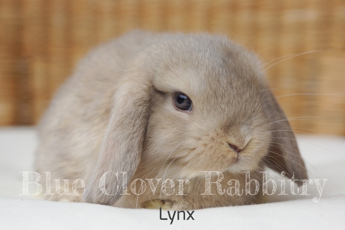 Color Chart BLUE CLOVER RABBITRY Color Chart BLUE CLOVER RABBITRY