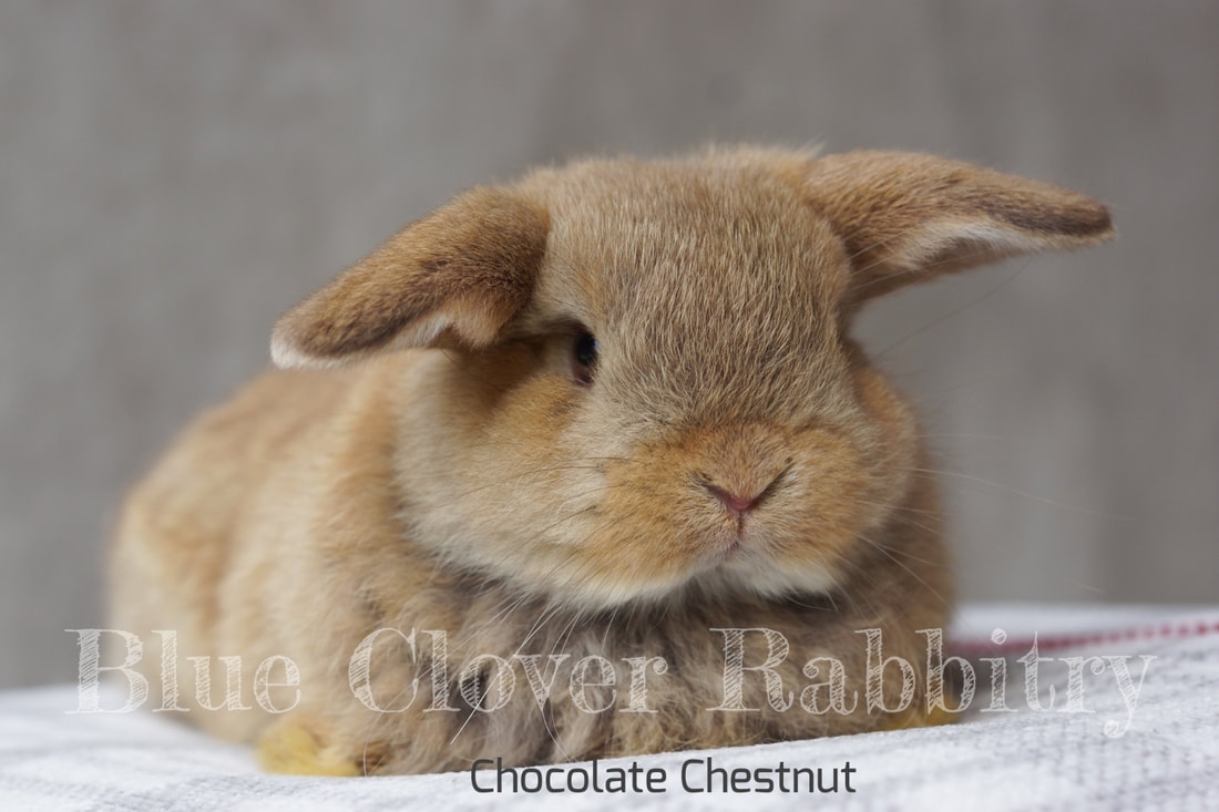 Color Chart BLUE CLOVER RABBITRY Color Chart BLUE CLOVER RABBITRY