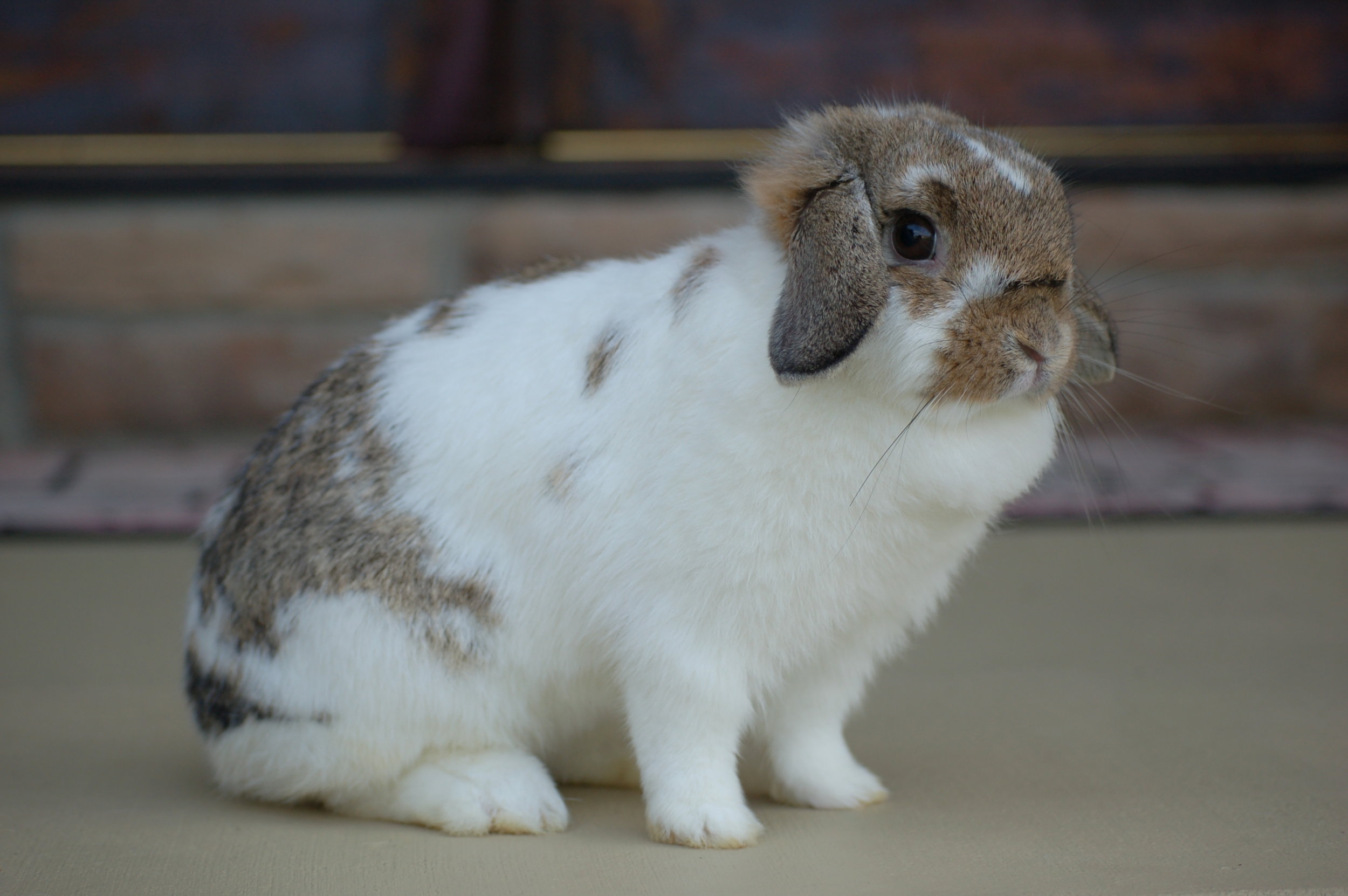 Color Guide Hickory Ridge Hollands Color Guide Hickory Ridge Hollands