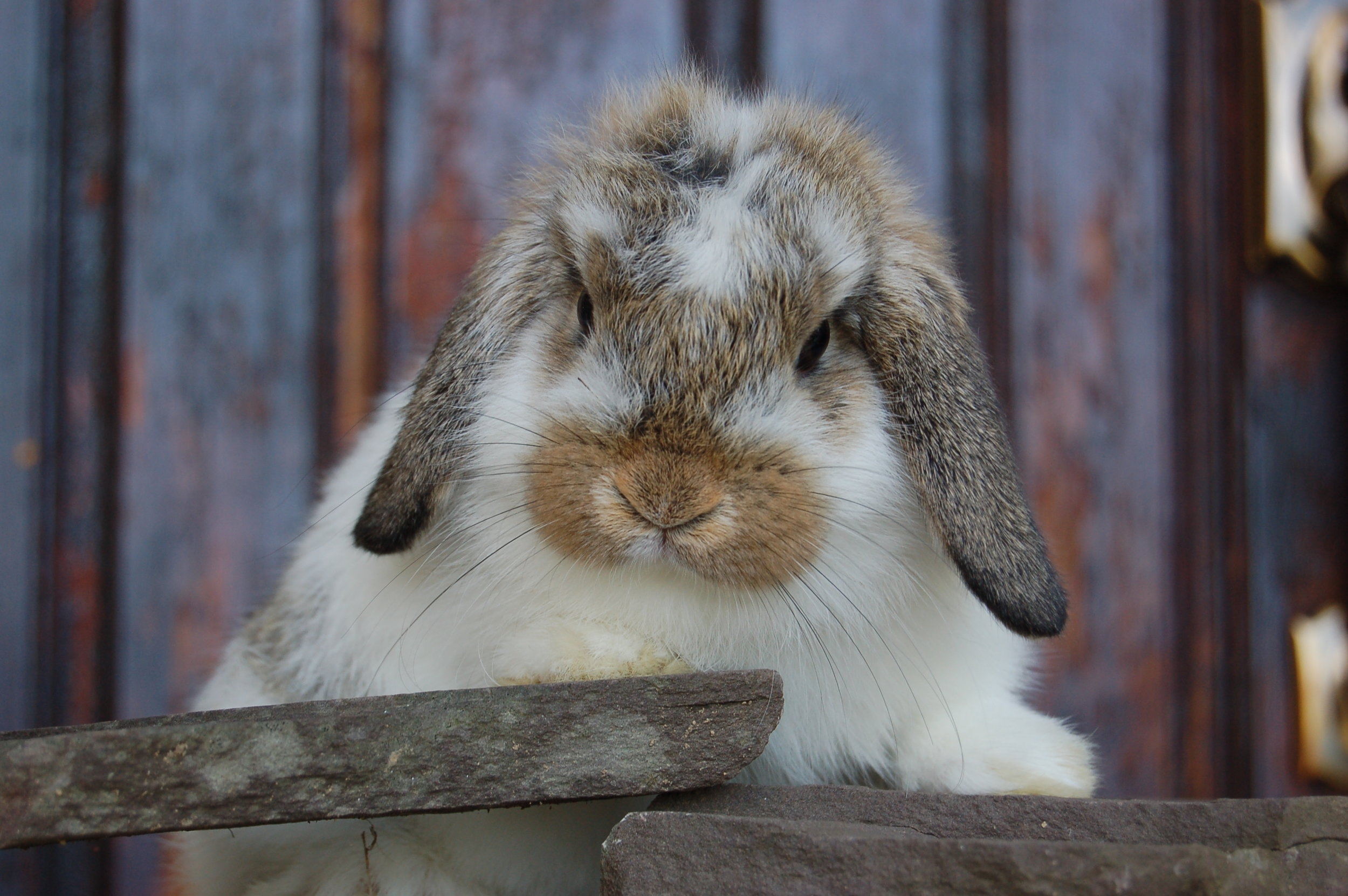 what color is a bunny what color is a bunny