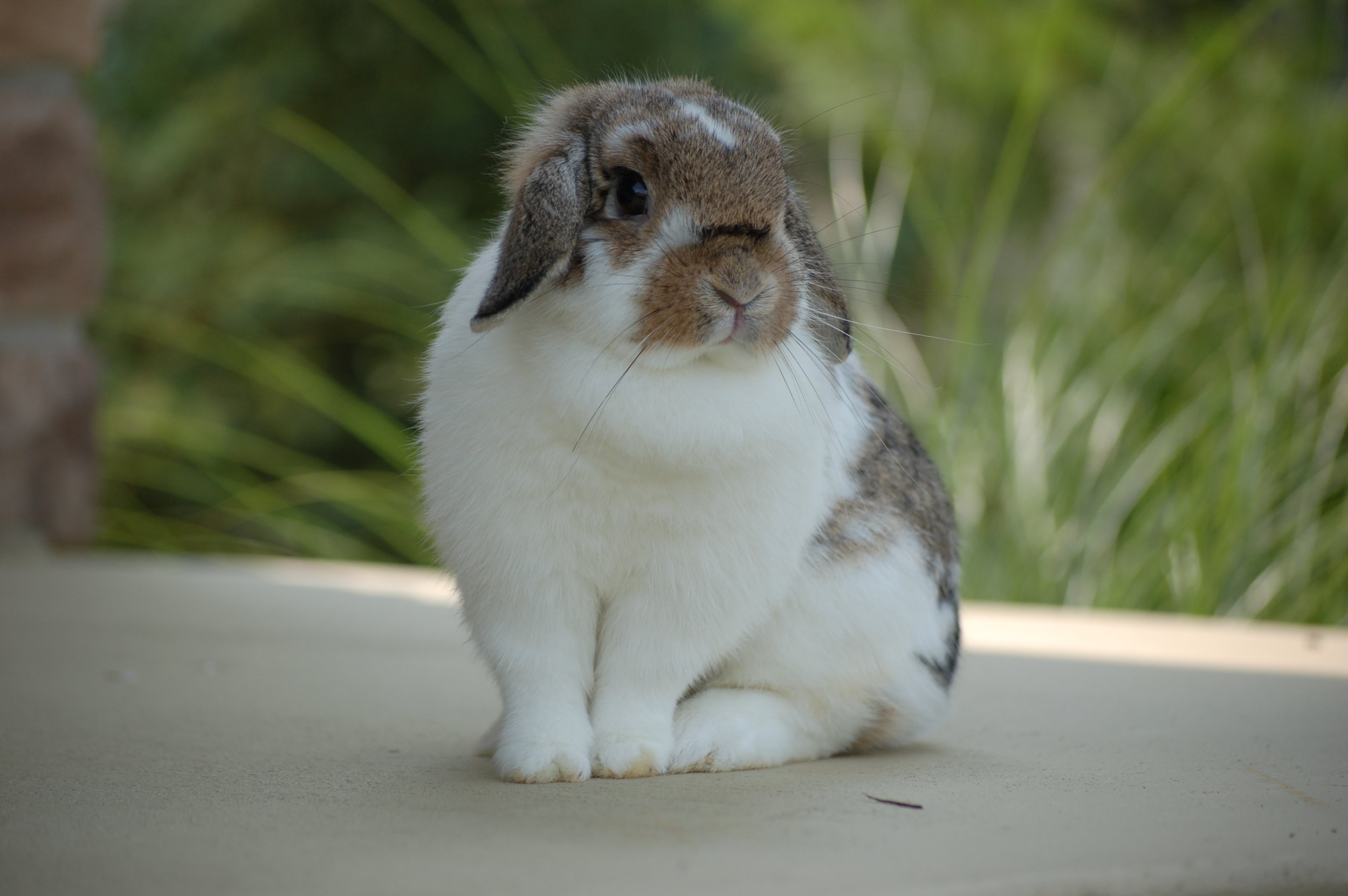 Color Guide Hickory Ridge Hollands Color Guide Hickory Ridge Hollands