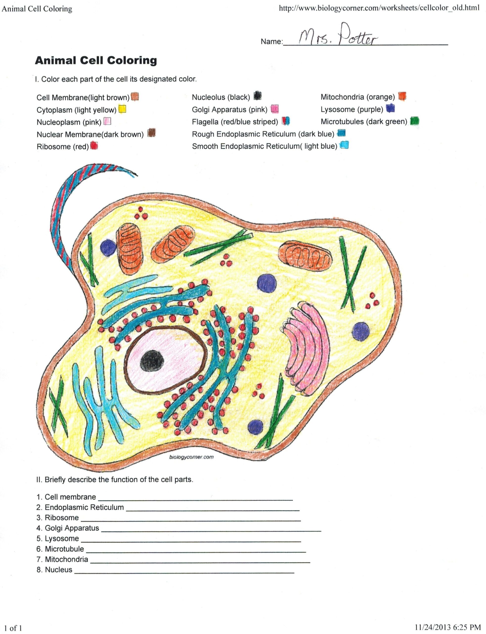 Color The Cell And Learn The Functions Of The Organelles Worksheets Library Color The Cell And Learn The Functions Of The Organelles Worksheets Library