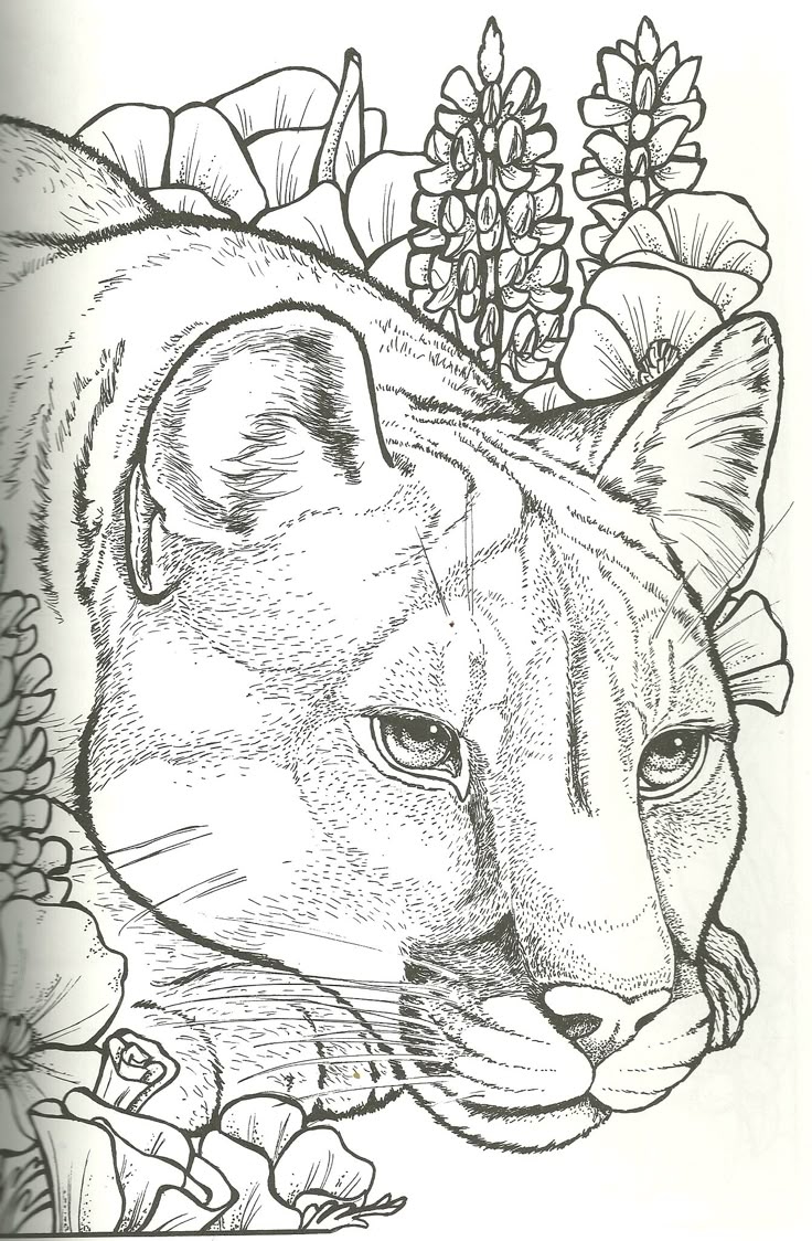 Cougar Coloring Page