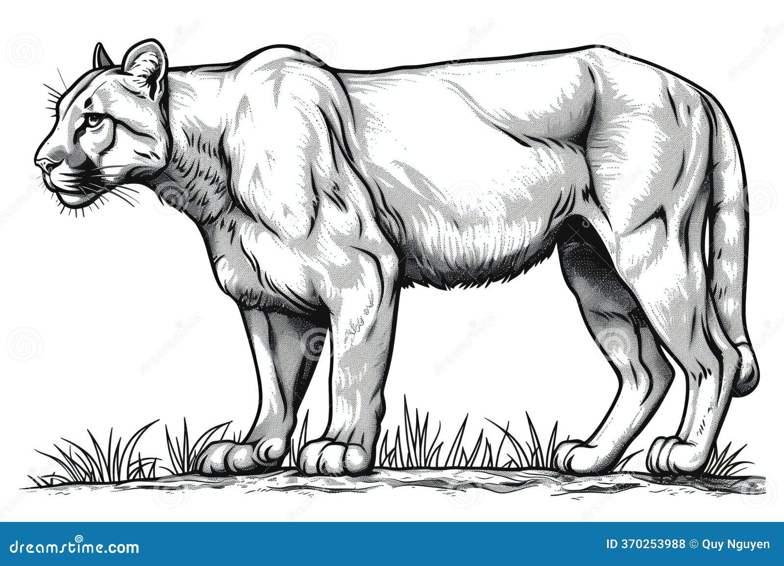 Cougar Coloring Stock Illustrations 413 Cougar Coloring Stock Illustrations Vectors Clipart Dreamstime