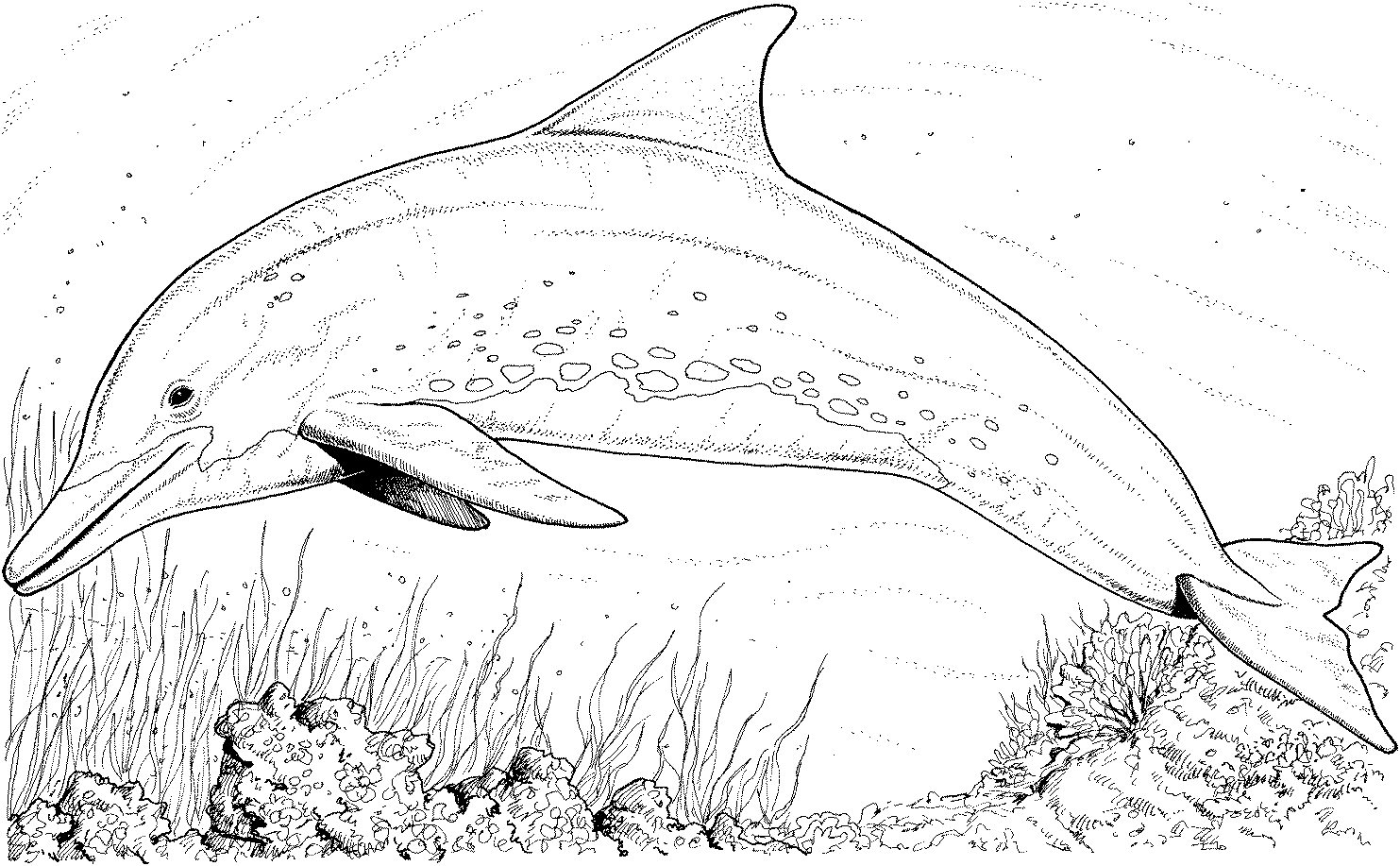 Dolphin Coloring Pages Dolphin Coloring Pages