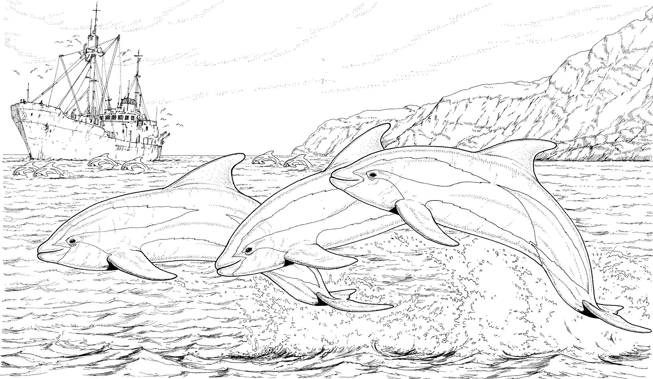 Dolphin Coloring Pages Dolphin Coloring Pages