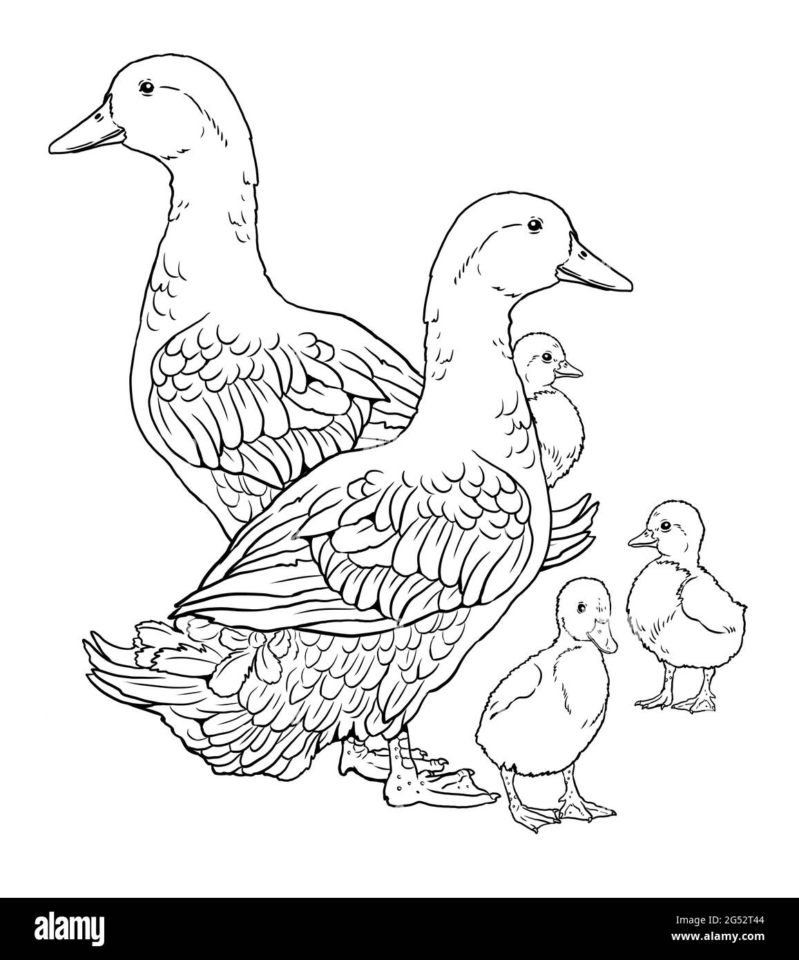 Ducks With Ducklings Coloring Page With Domestic Fowl Digital Drawing With Bird Template For Children To Paint Stock Photo Alamy Ducks With Ducklings Coloring Page With Domestic Fowl Digital Drawing With Bird Template For Children To Paint Stock Photo Alamy