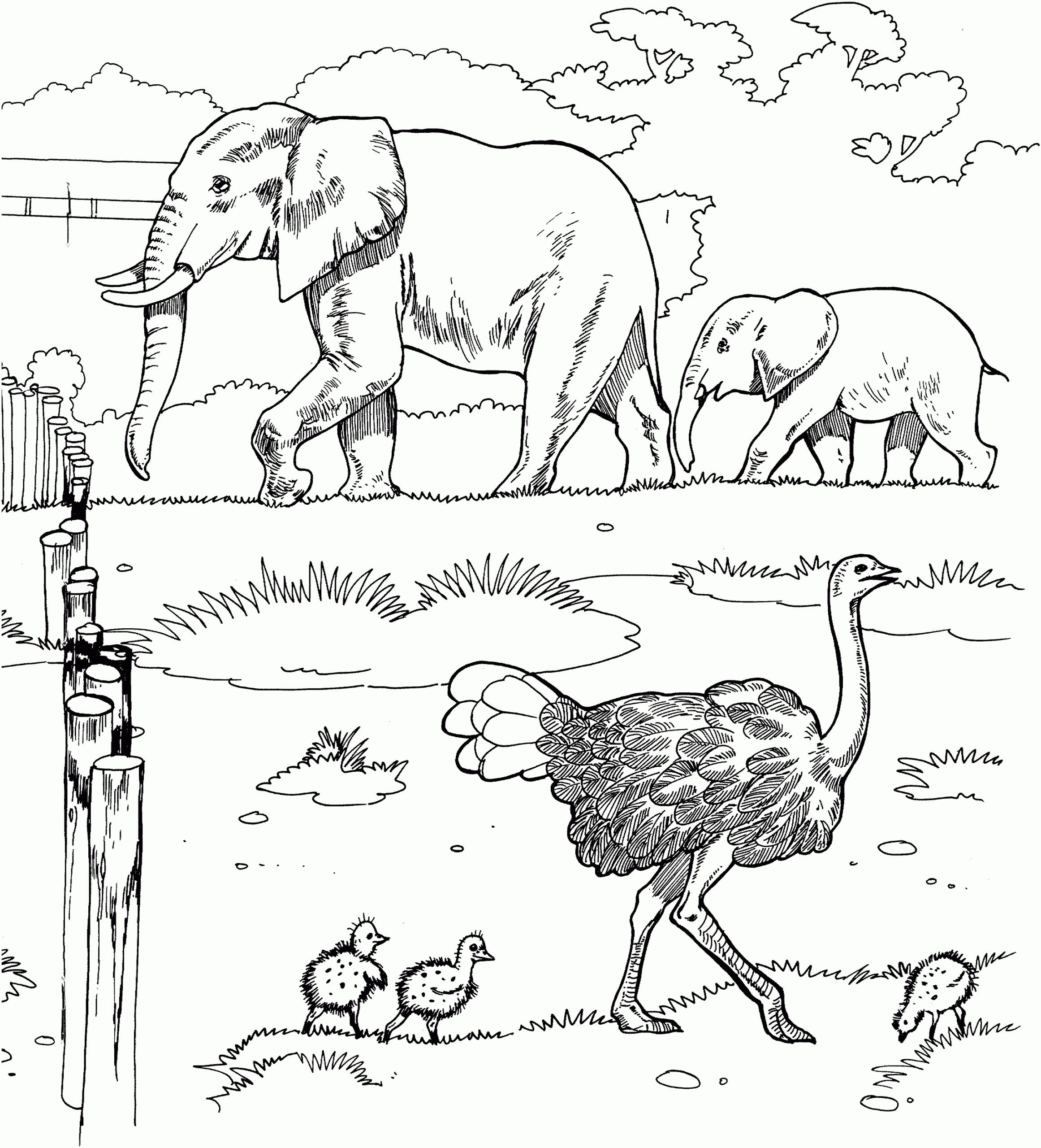 coloring pages of savanna animals free printable coloring pages of savanna animals free printable