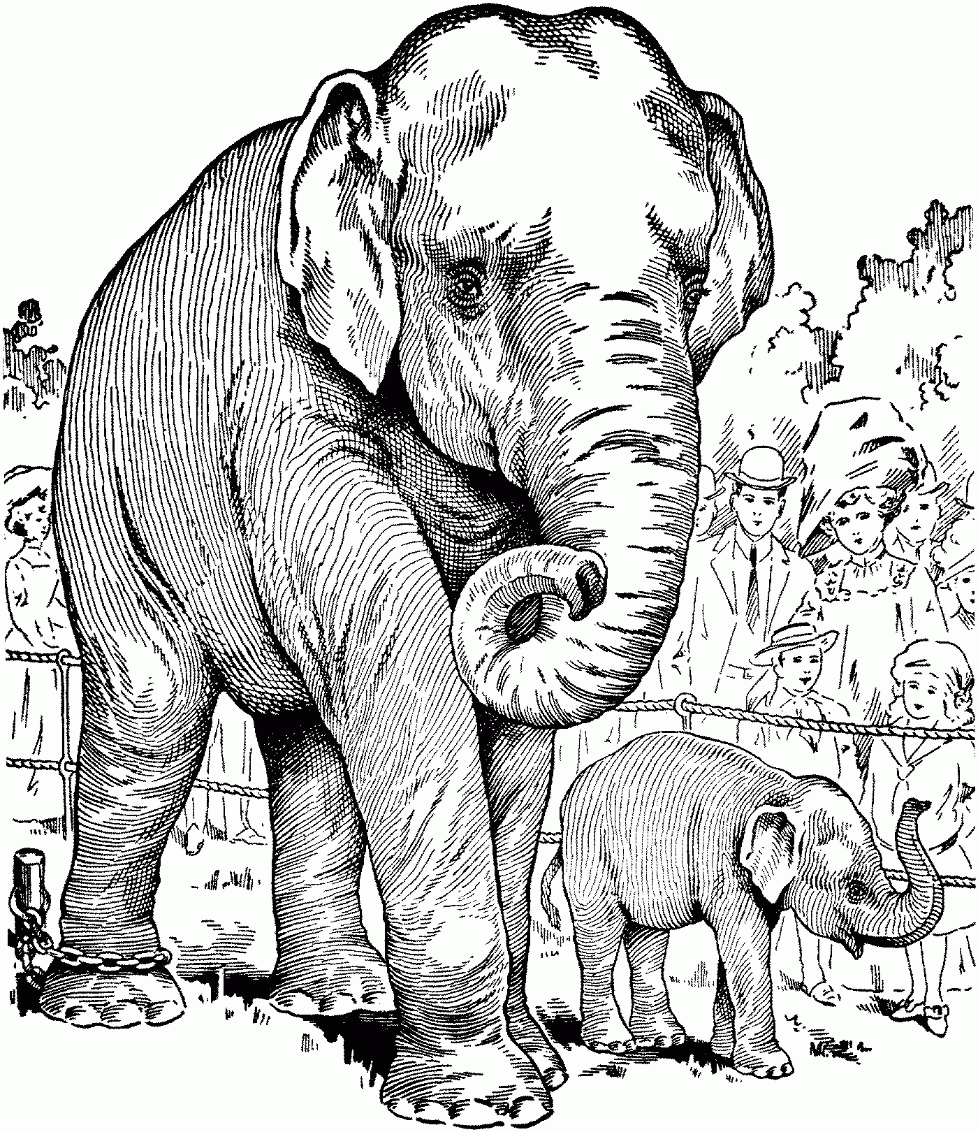 Free Elephant Coloring Pages Free Elephant Coloring Pages
