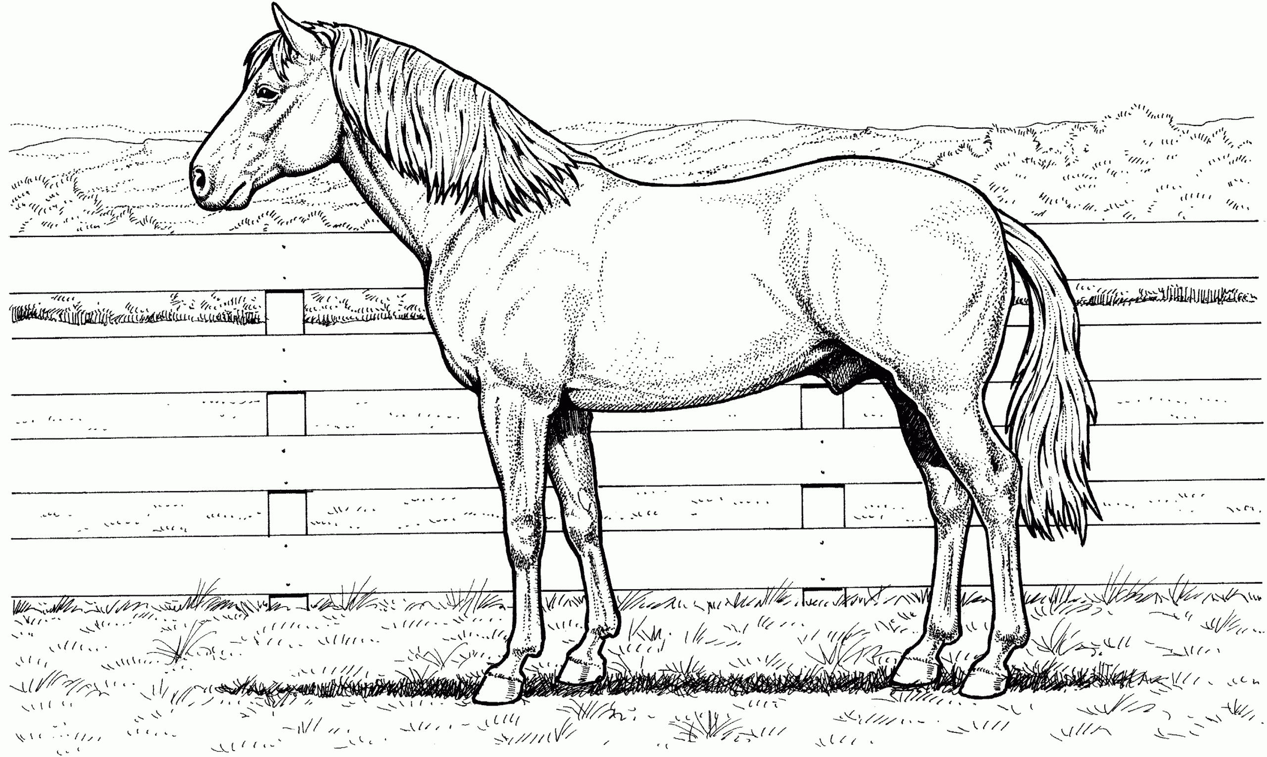 Free Horse Coloring Pages Free Horse Coloring Pages