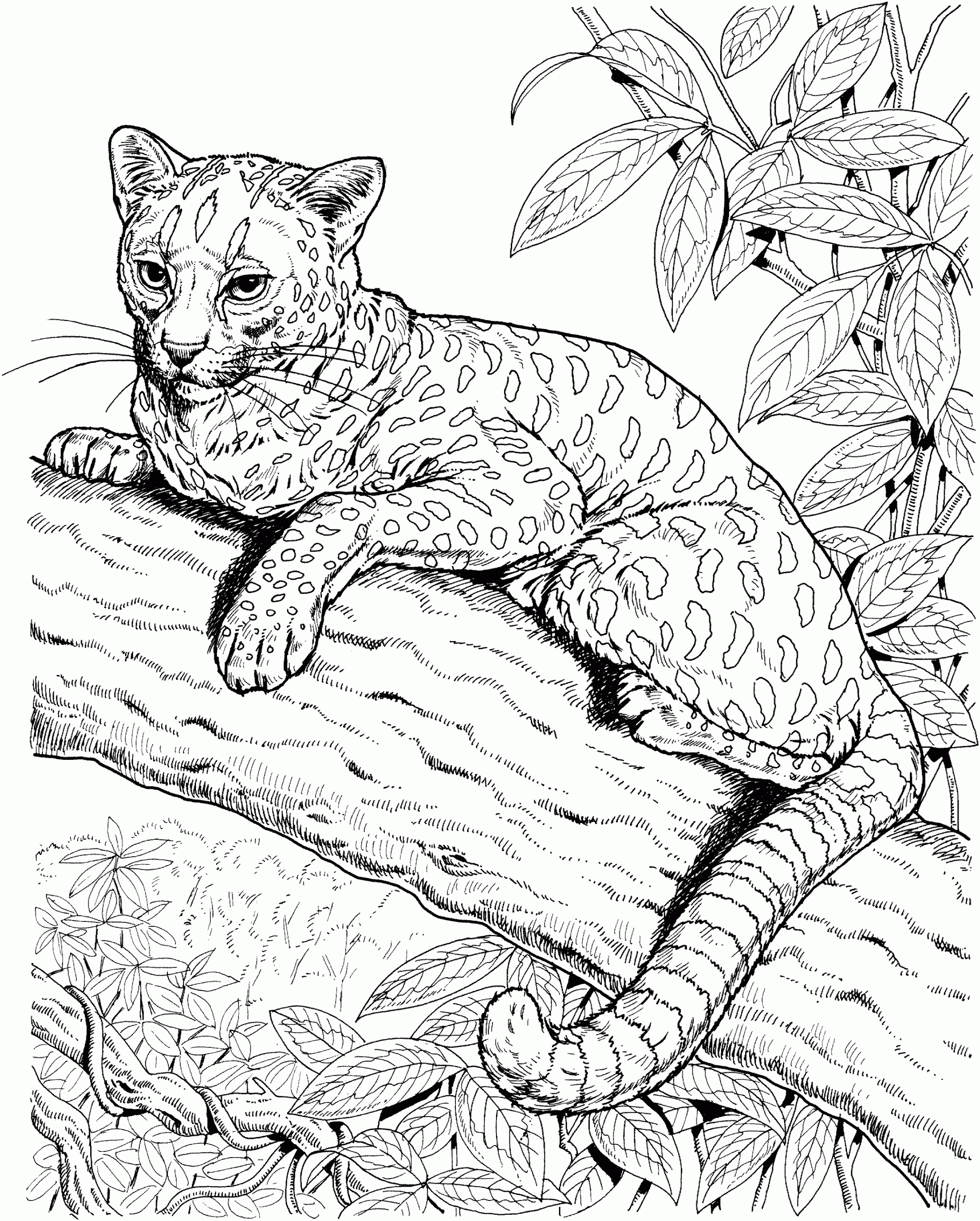 Free Jaguar Coloring Pages Free Jaguar Coloring Pages