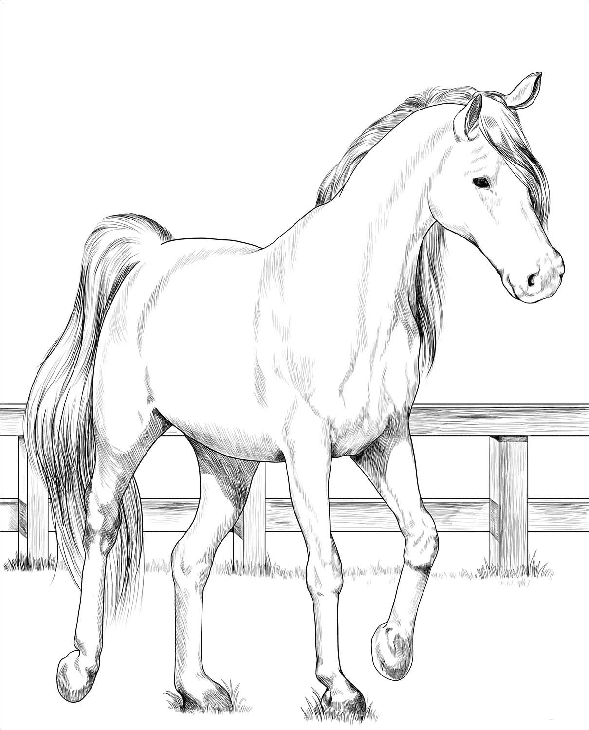 Free Printable Coloring Pages Of Horses