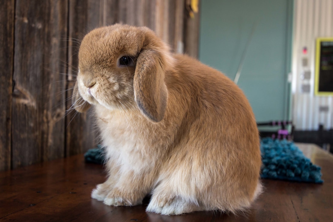 Holland Lop Color Chart Holland Lop Rabbit Colors Ohio Holland Lops Holland Lop Color Chart Holland Lop Rabbit Colors Ohio Holland Lops