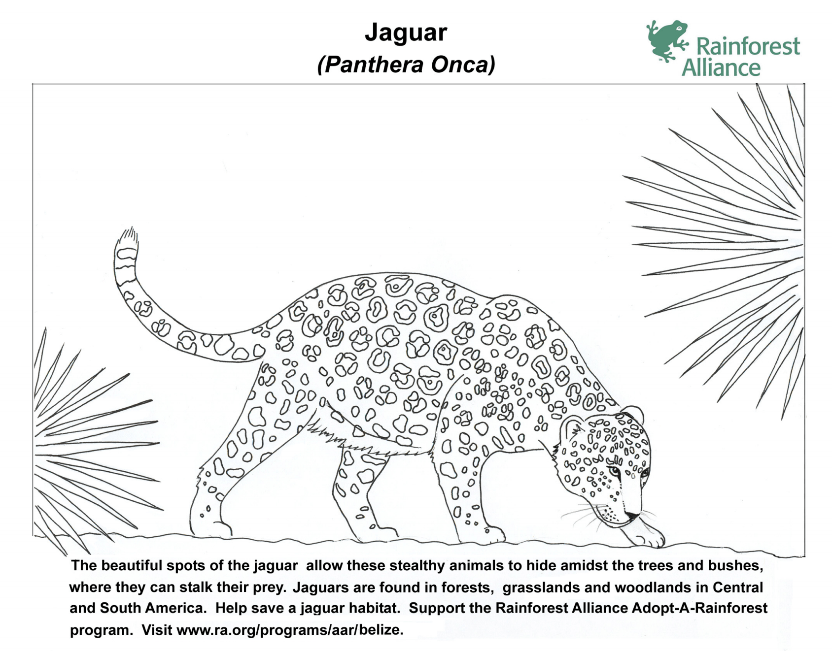 Jaguar Coloring Page Rainforest Alliance Jaguar Coloring Page Rainforest Alliance
