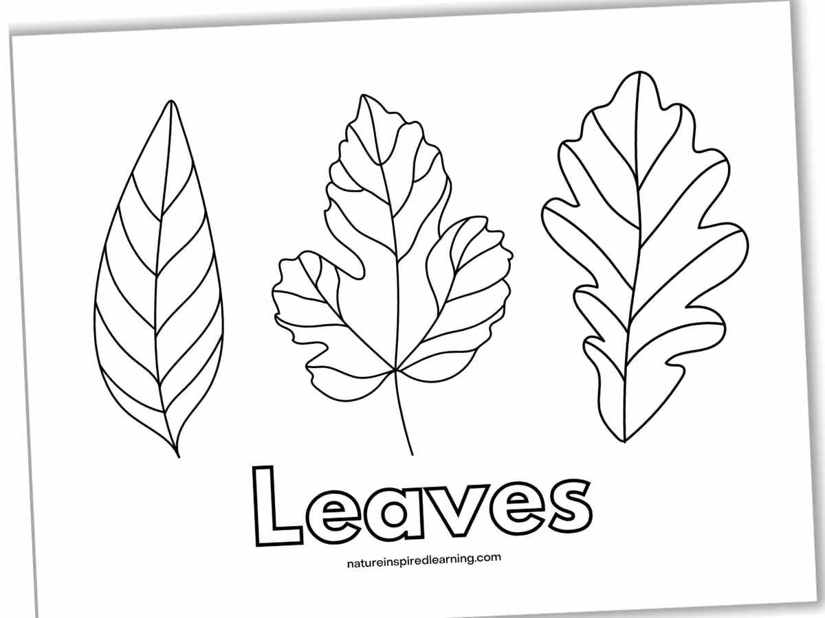 Leaf Coloring Pages Nature Inspired Learning Leaf Coloring Pages Nature Inspired Learning