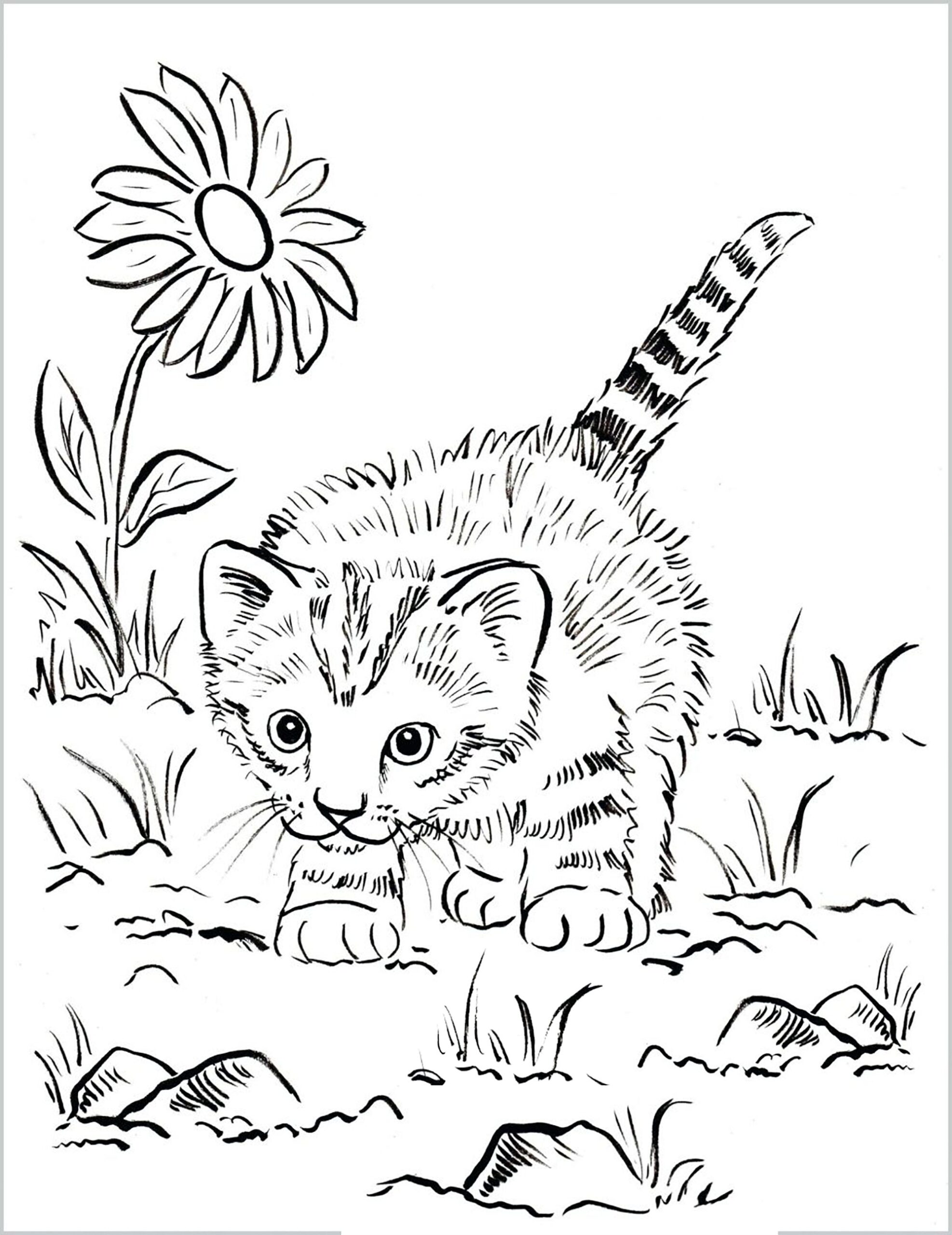 free cat printable coloring pages free cat printable coloring pages