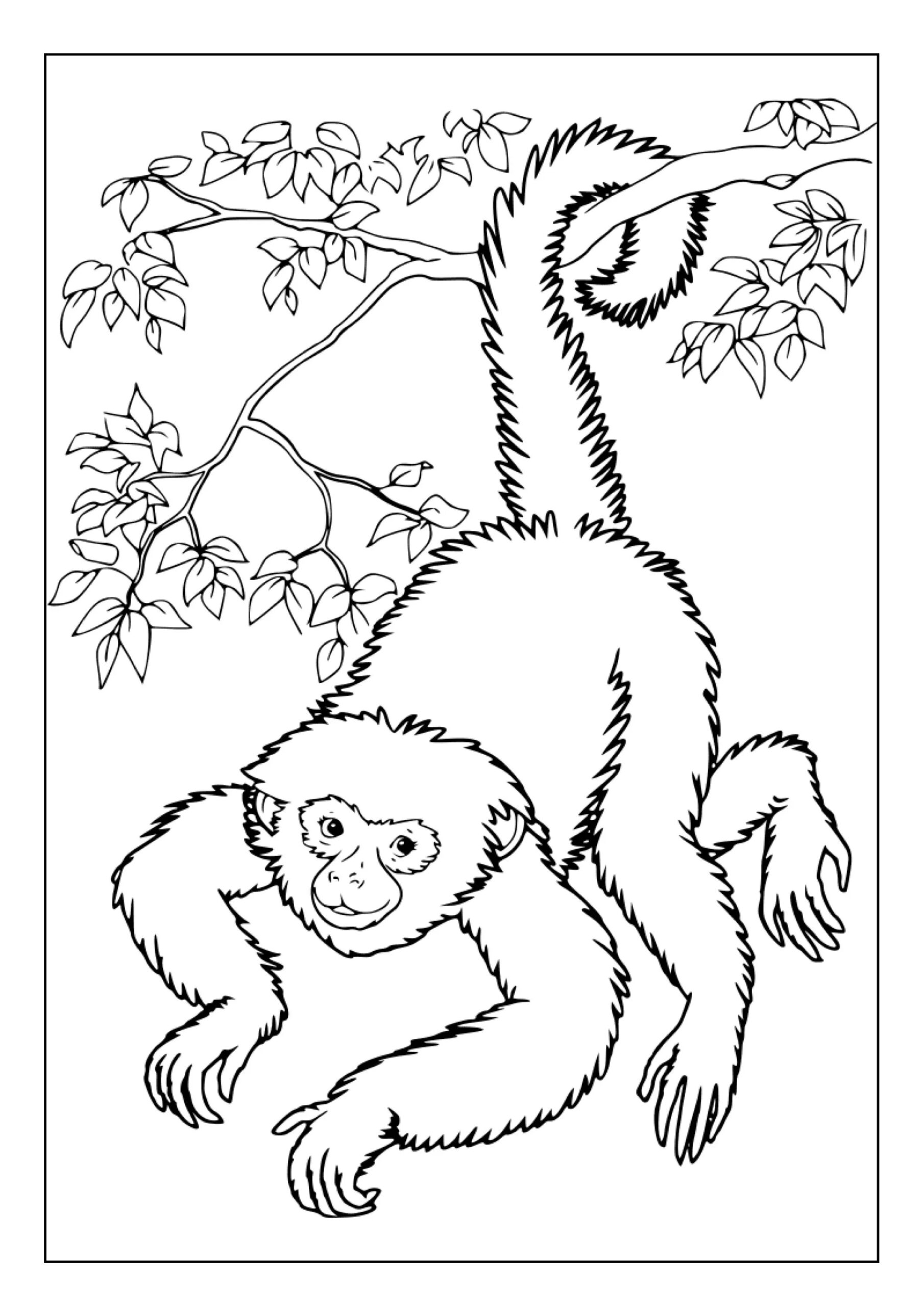 coloring pages of rainforest animals free printable coloring pages of rainforest animals free printable