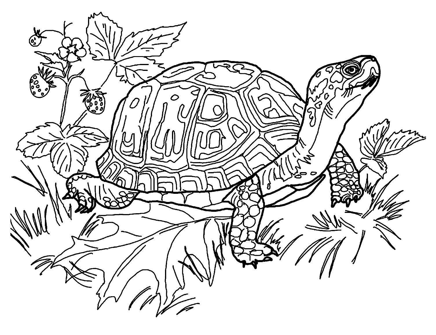 Printable Turtle Coloring Page For Kids Turtle Coloring Pages Printable Turtle Coloring Page For Kids Turtle Coloring Pages