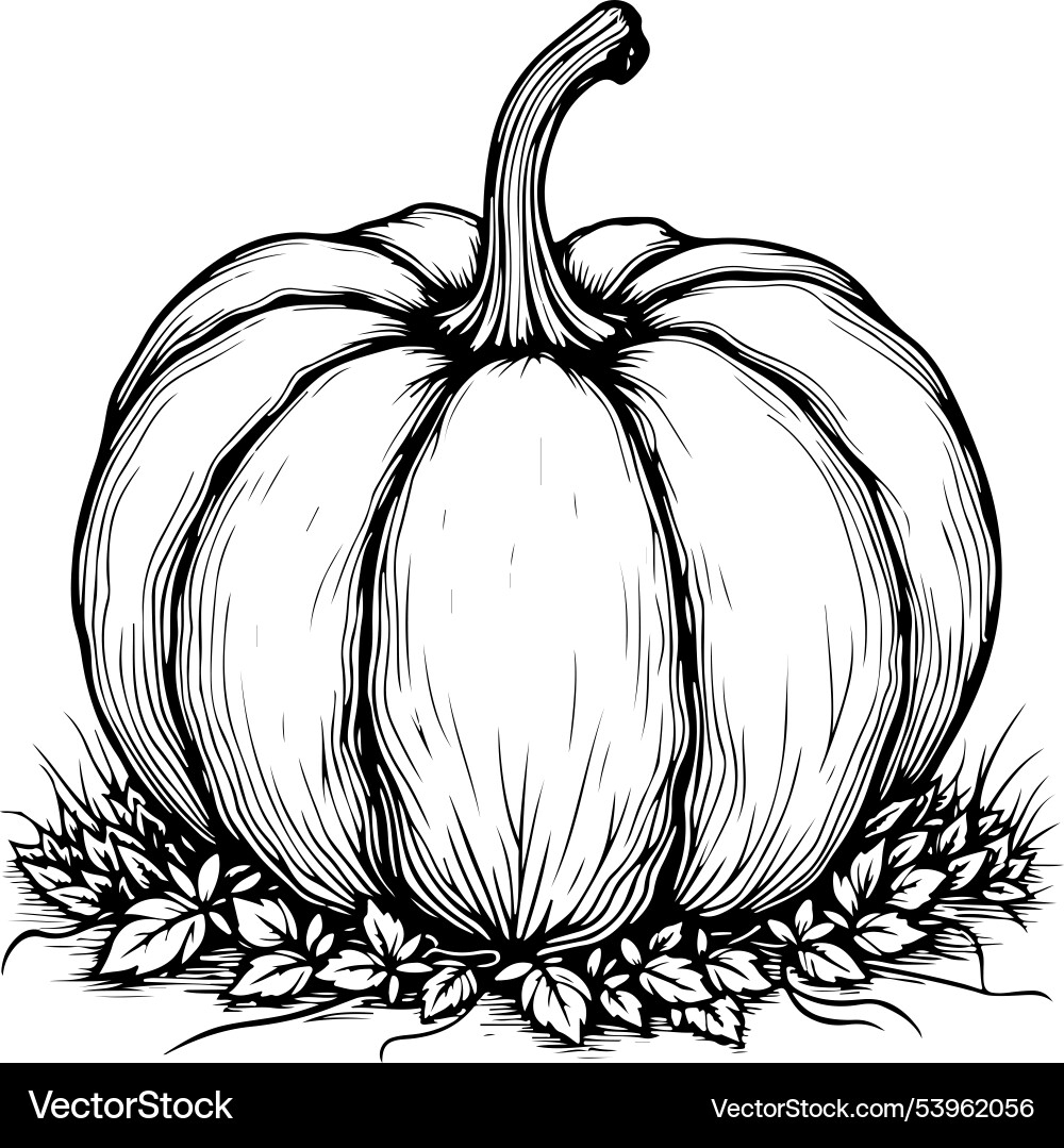 Pumpkin Coloring Page Outline Royalty Free Vector Image Pumpkin Coloring Page Outline Royalty Free Vector Image