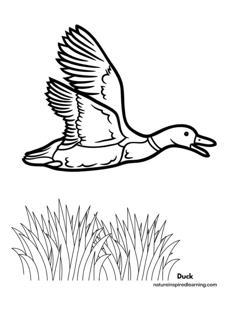 Realistic Duck Coloring Pages Nature Inspired Learning Realistic Duck Coloring Pages Nature Inspired Learning