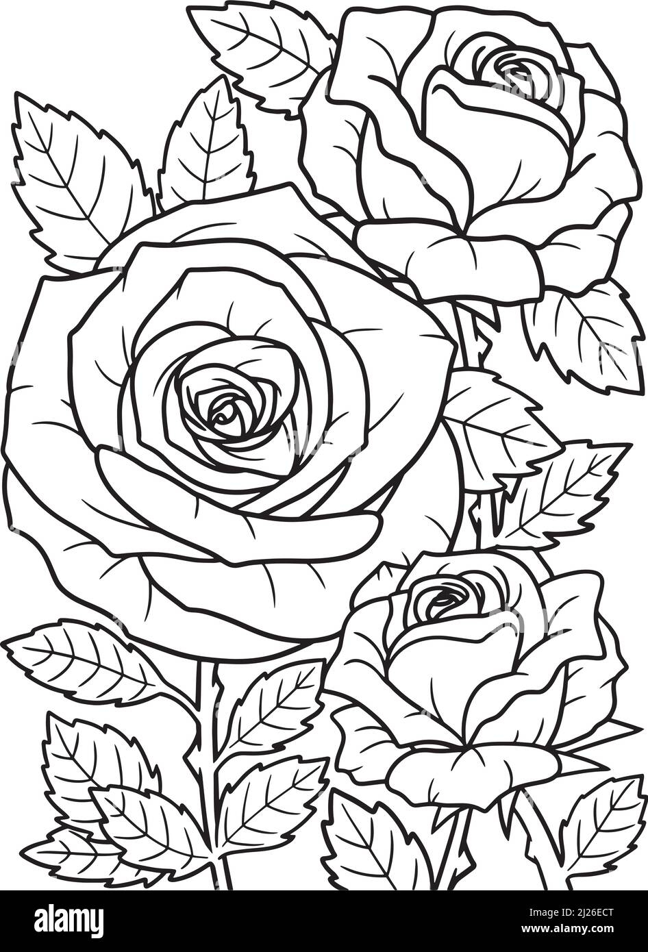 Rose Flower Coloring Page For Adults Stock Vector Image Art Alamy Rose Flower Coloring Page For Adults Stock Vector Image Art Alamy