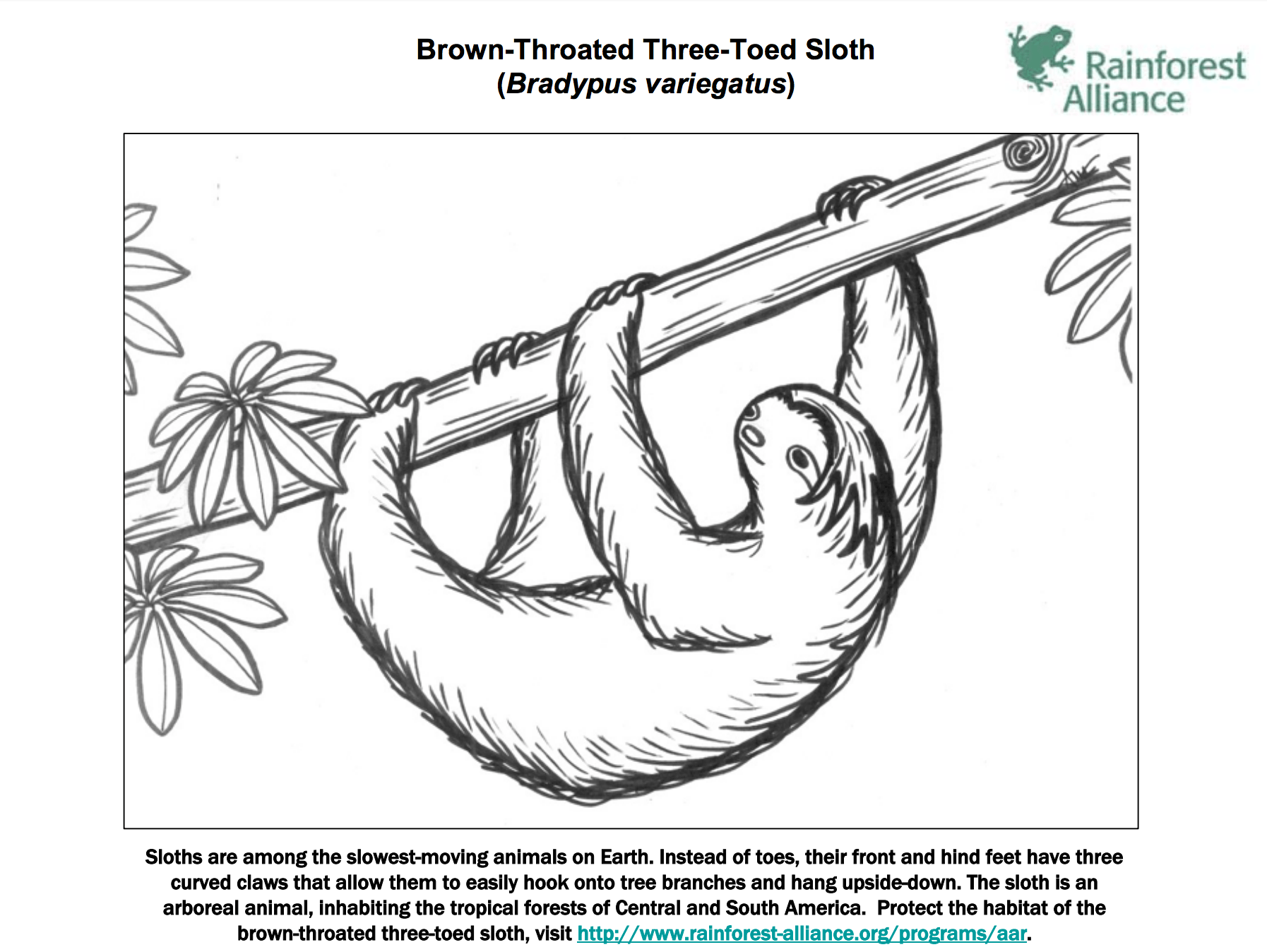 Three Toed Sloth Coloring Page Rainforest Alliance