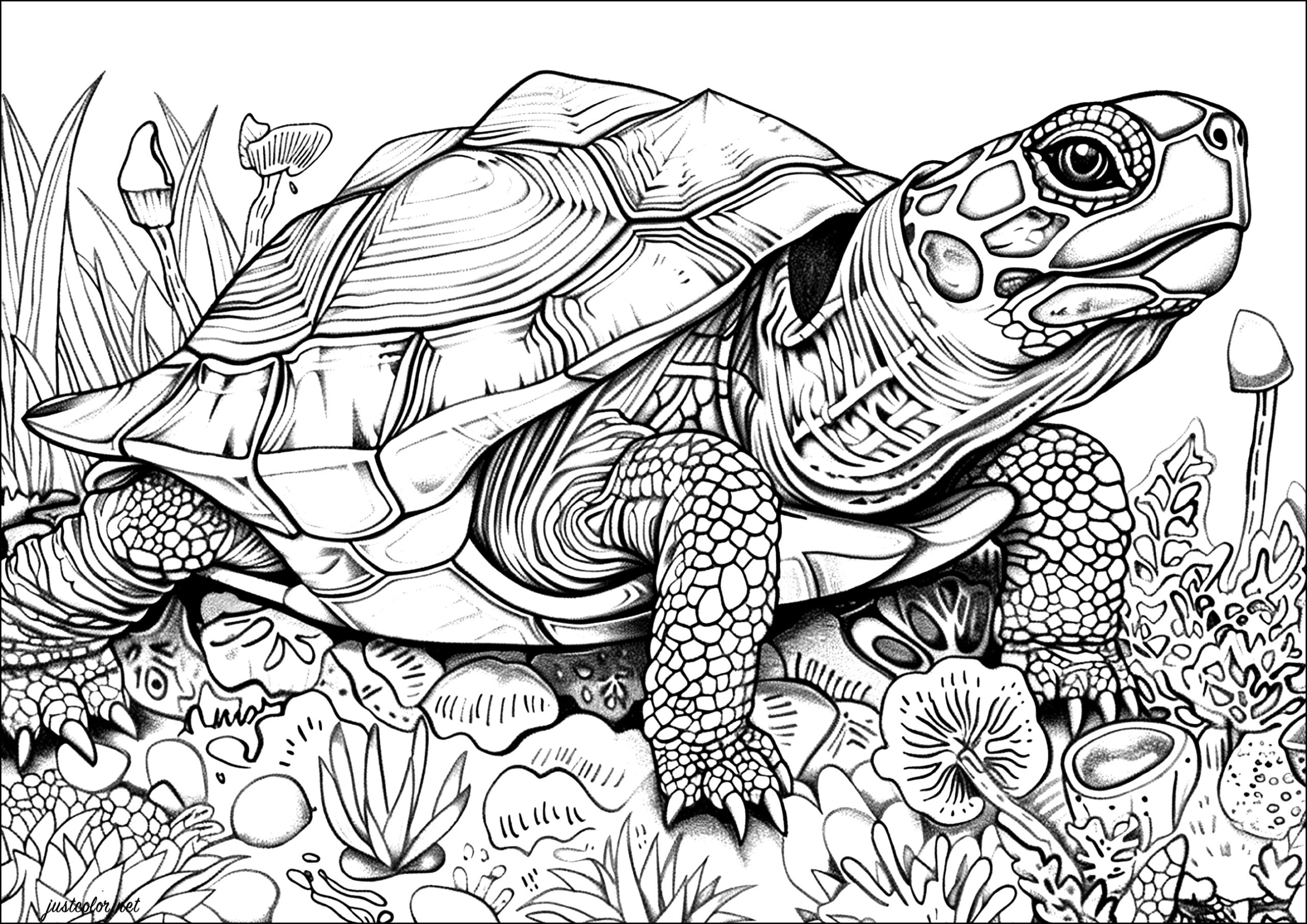 Very Realistic Turtle With Many Details Turtle And Tortoise Coloring Pages For Adults Very Realistic Turtle With Many Details Turtle And Tortoise Coloring Pages For Adults
