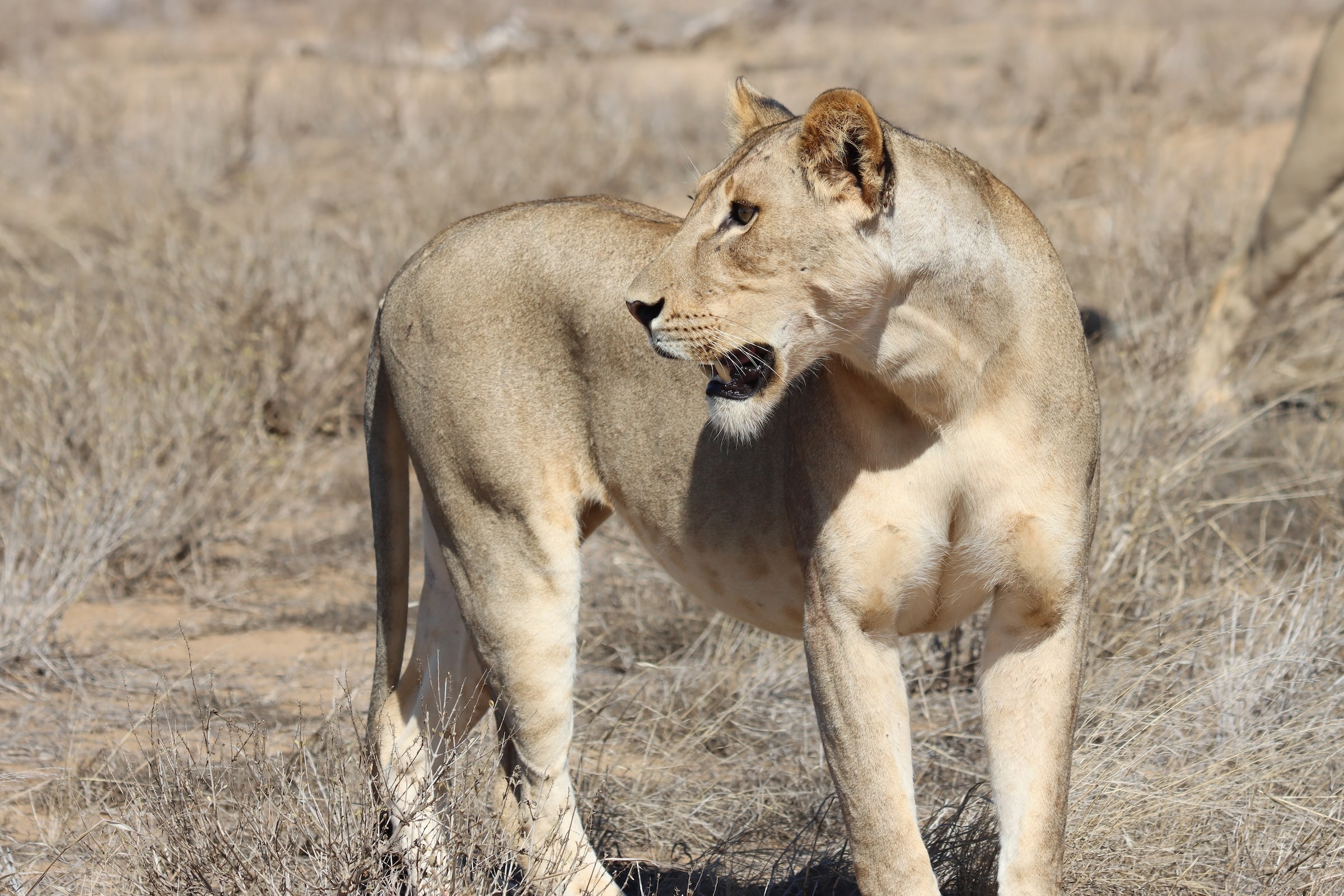 What Determines Lion Fur Coloring Lion Recovery Fund What Determines Lion Fur Coloring Lion Recovery Fund