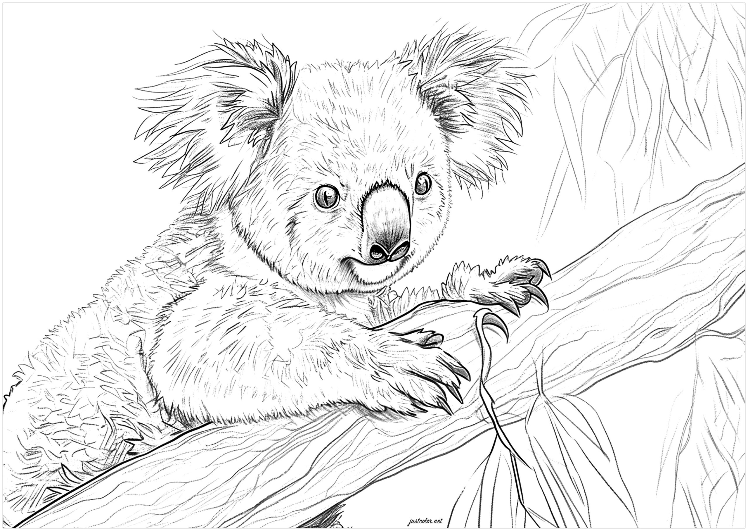 Beautiful Koala On A Branch Koala Coloring Pages For Adults Beautiful Koala On A Branch Koala Coloring Pages For Adults