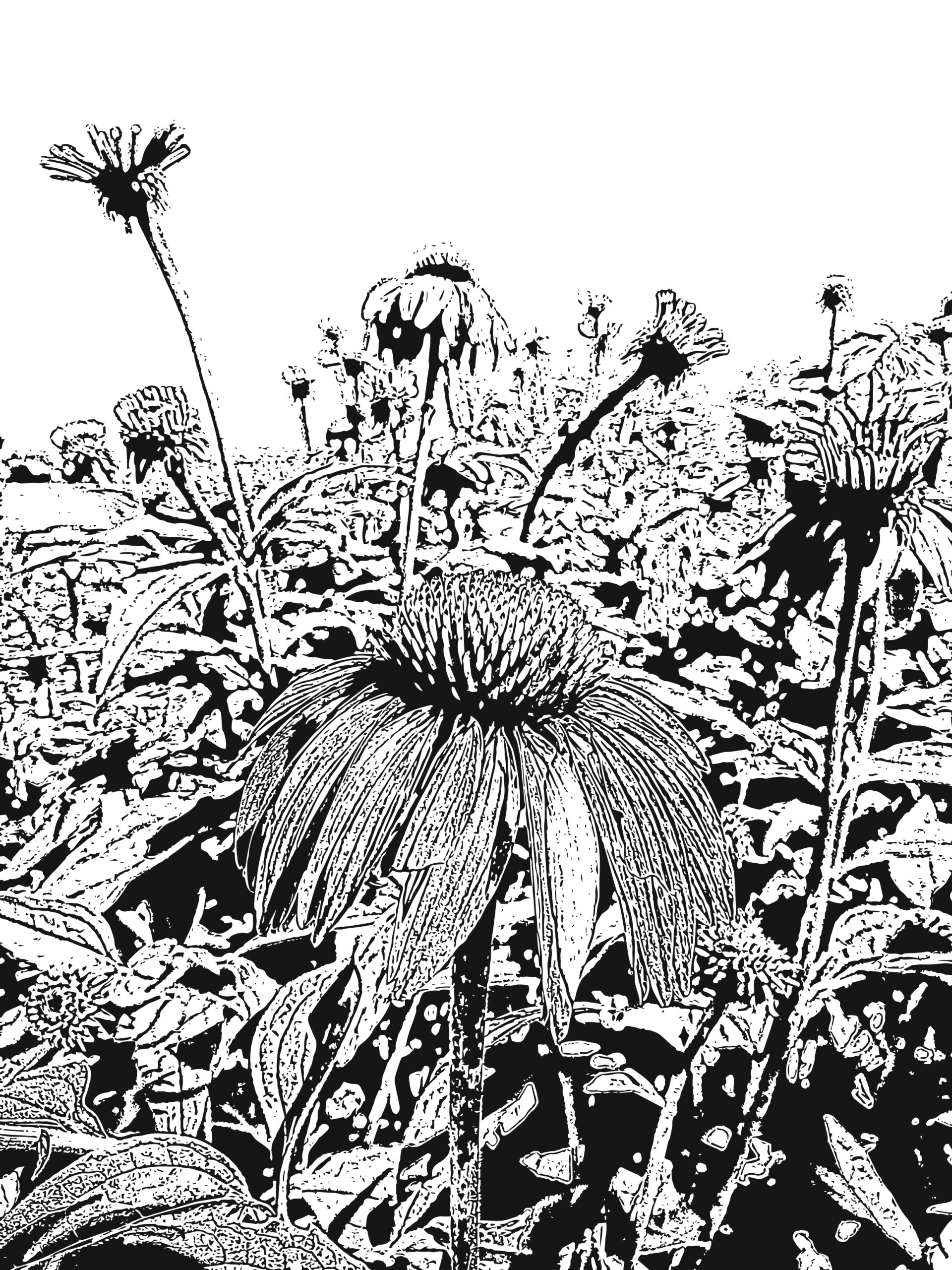 wild valley coloring pages for adults wild valley coloring pages for adults