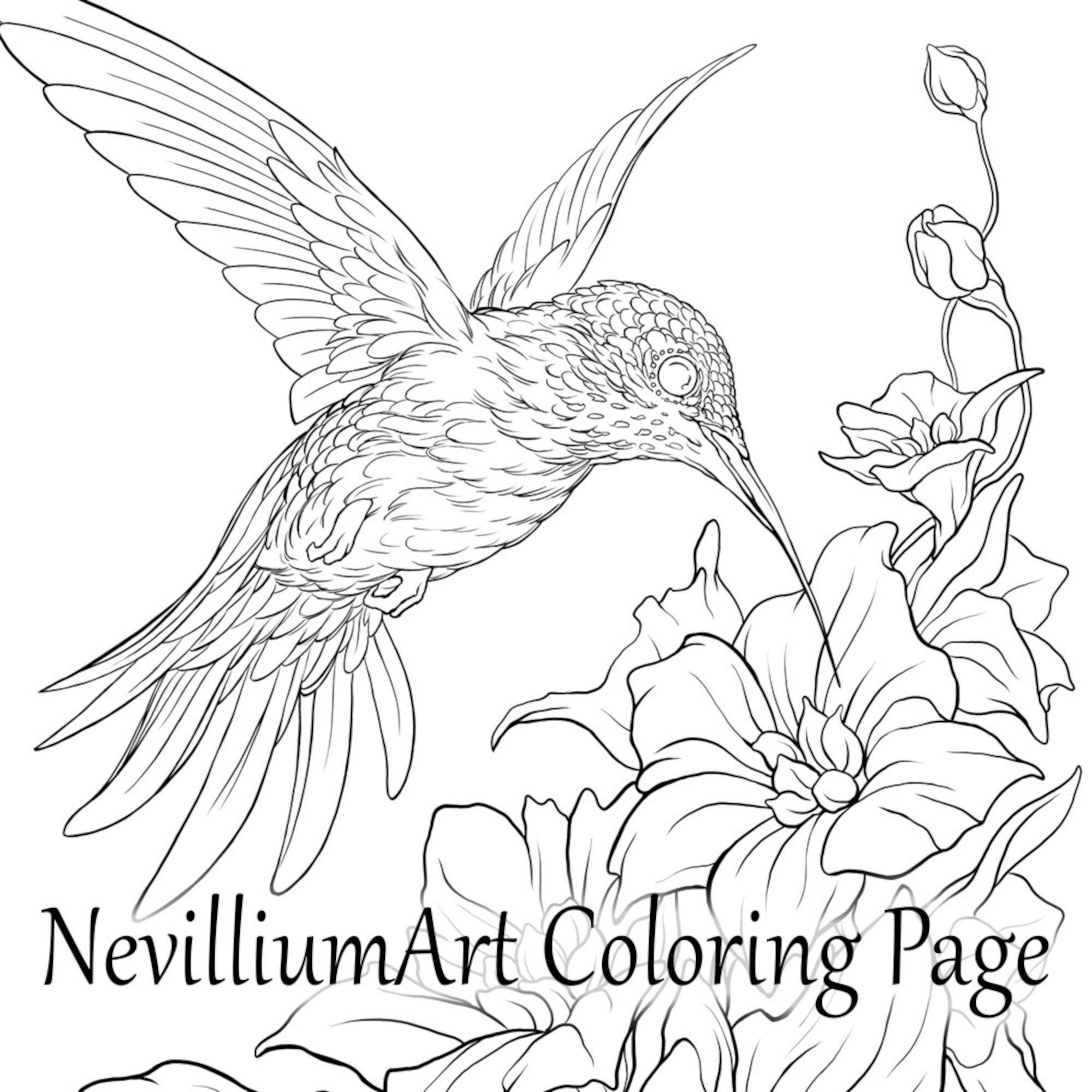 Hummingbird Flight Coloring Page Nevilliumart Instant Download Printable JPEG PDF Files Etsy Hummingbird Flight Coloring Page Nevilliumart Instant Download Printable JPEG PDF Files Etsy