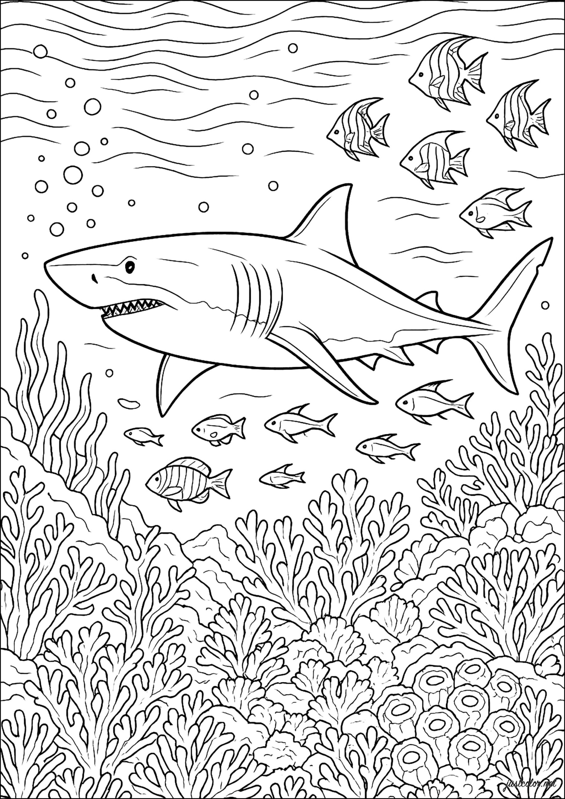 King Of The Oceans Shark Coloring Pages For Adults King Of The Oceans Shark Coloring Pages For Adults