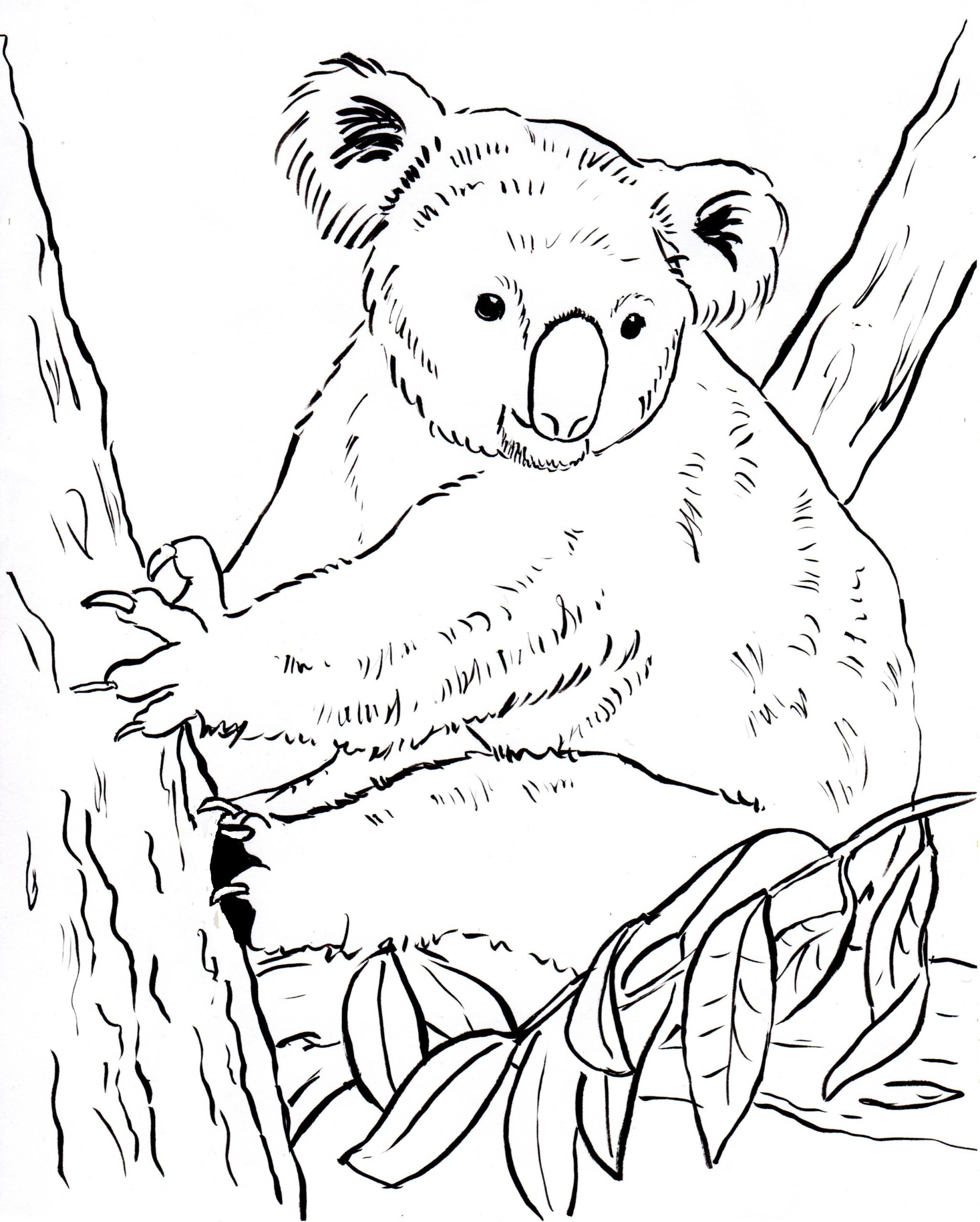 Koala Bear Coloring Page Art Starts Koala Bear Coloring Page Art Starts