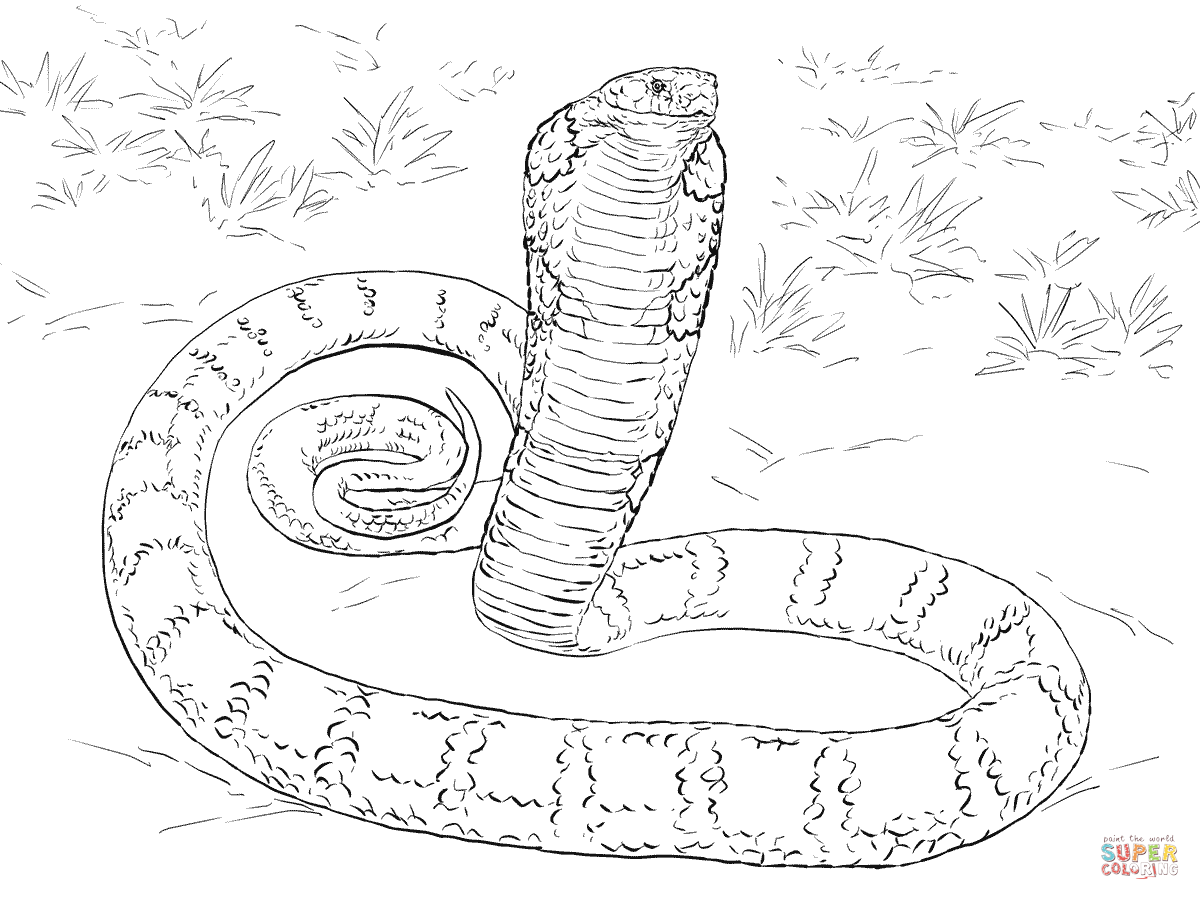 Realistic King Cobra Coloring Page Free Printable Realistic King Cobra Coloring Page Free Printable