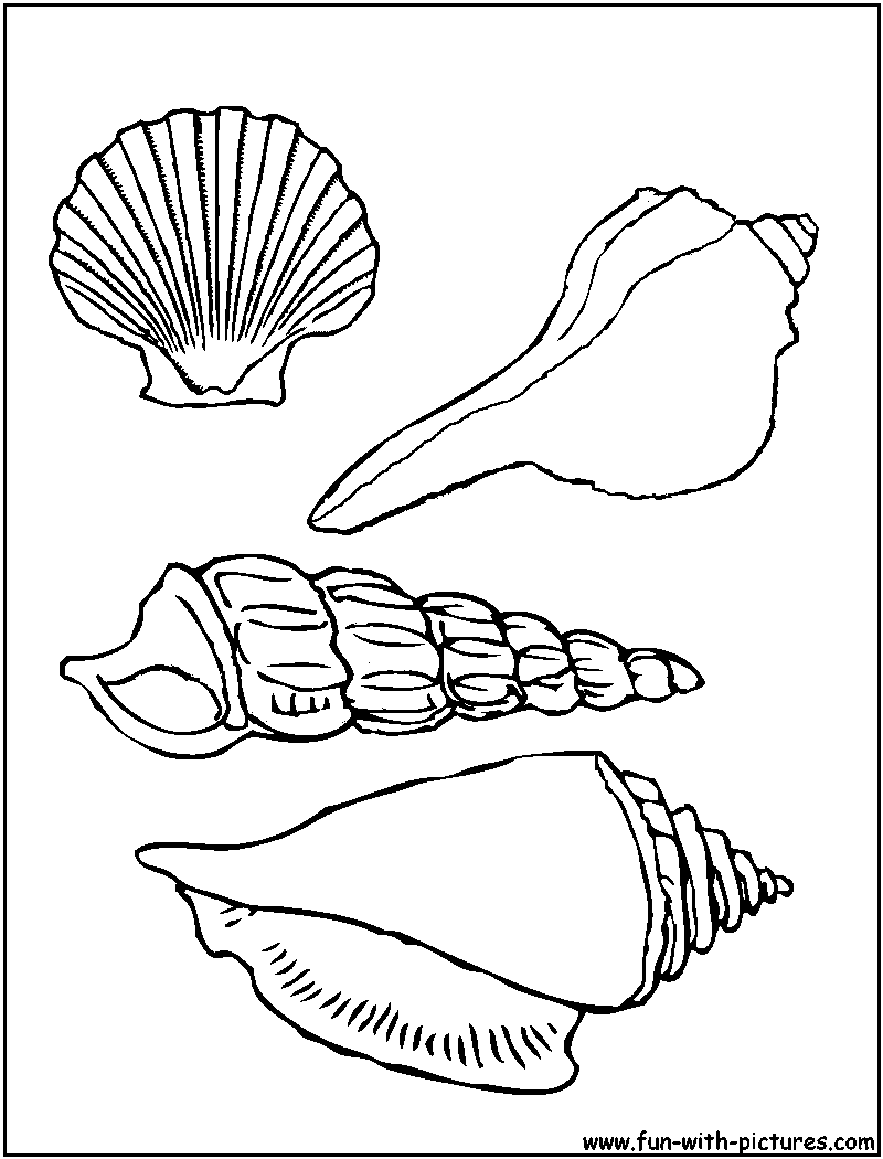 sea shells coloring pages