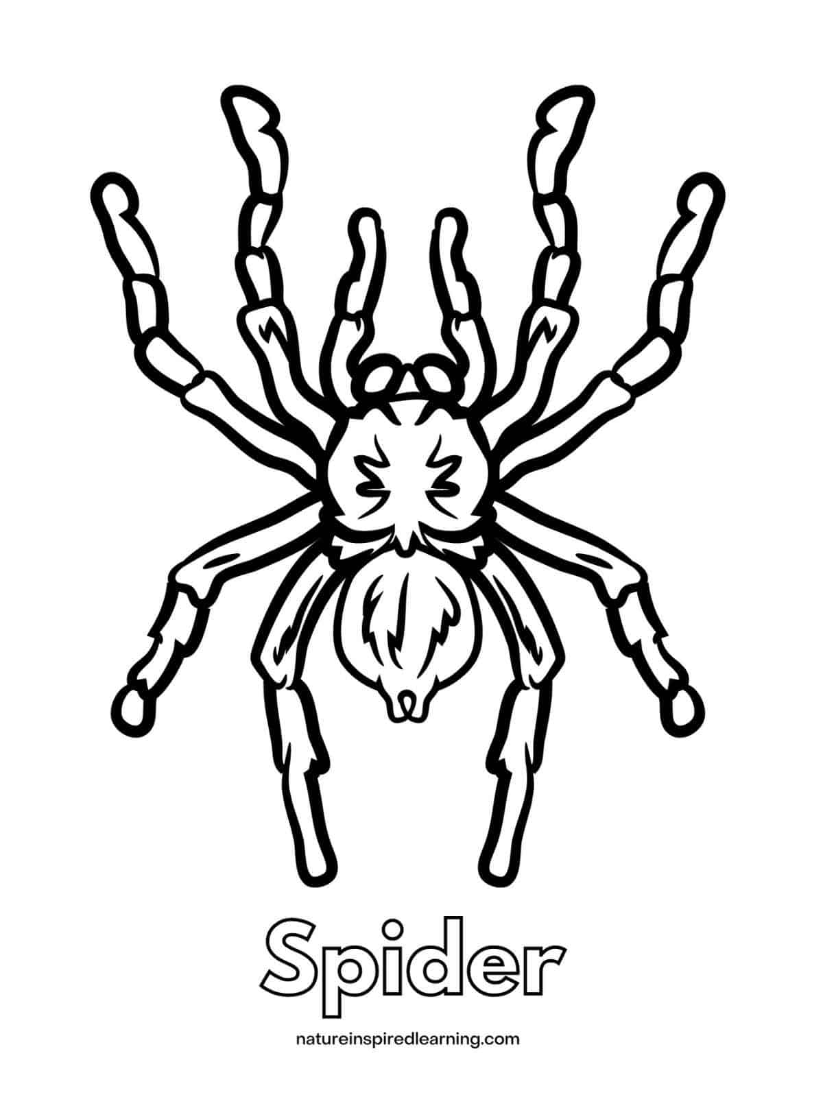 Spider Coloring Pages Nature Inspired Learning Spider Coloring Pages Nature Inspired Learning