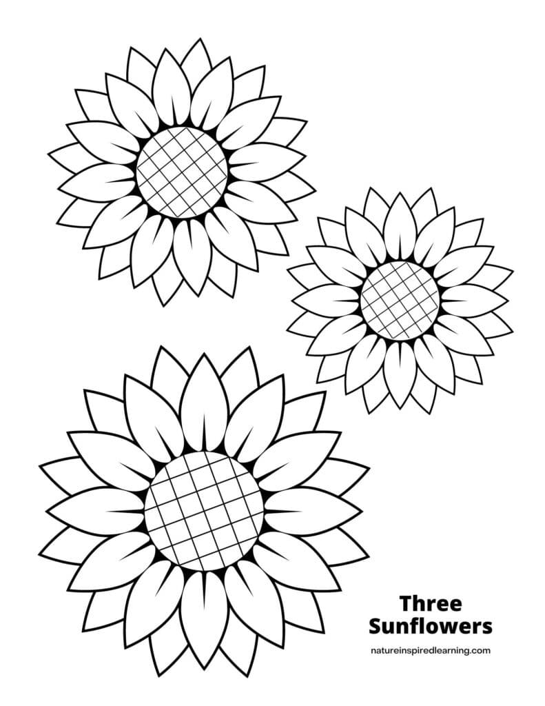 Sunflower Coloring Pages Nature Inspired Learning