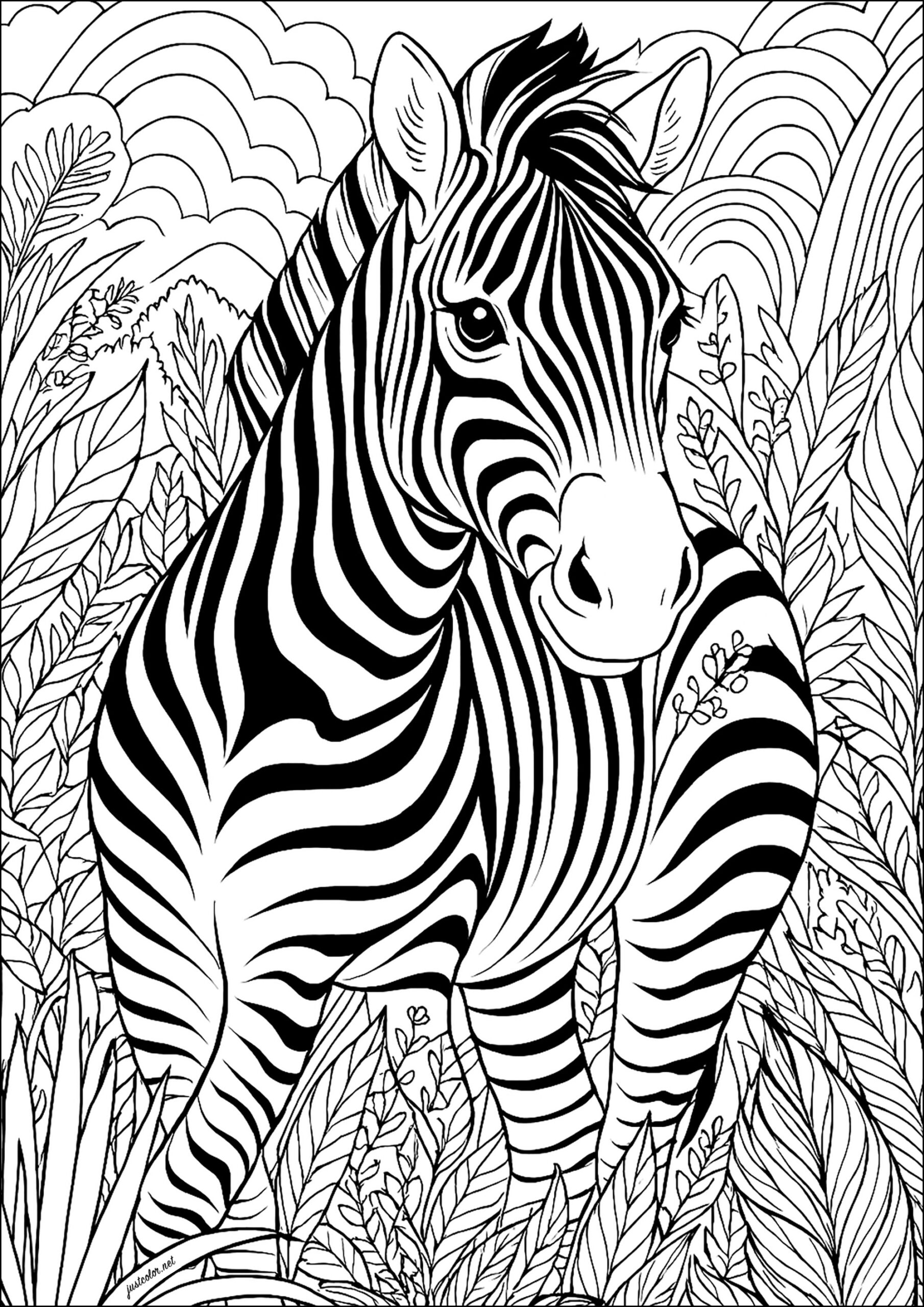 Zebra In The Vegetation Zebras Coloring Pages Zebra In The Vegetation Zebras Coloring Pages